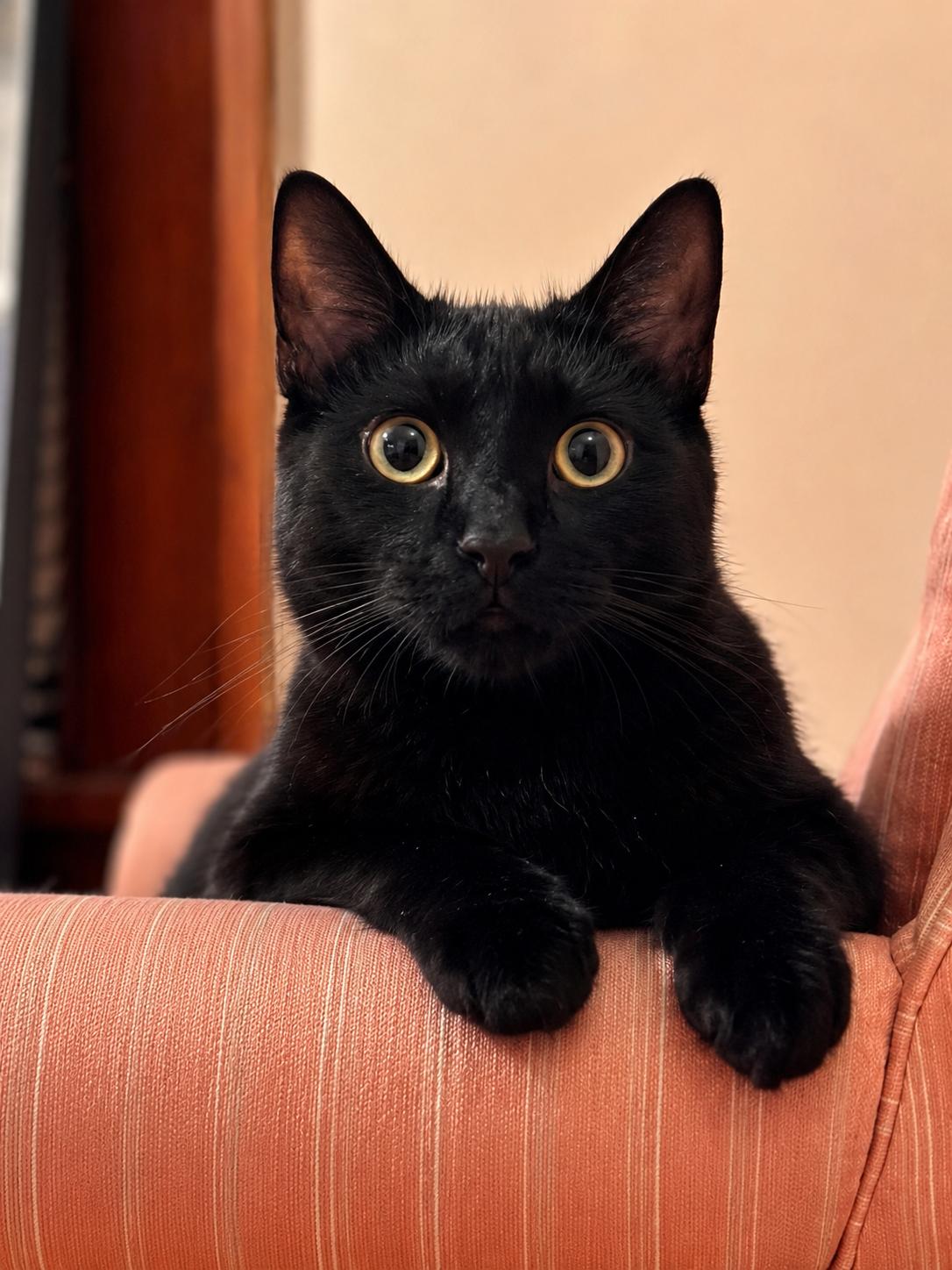 Zeke, Adoptable, Adult Male Domestic Short Hair.