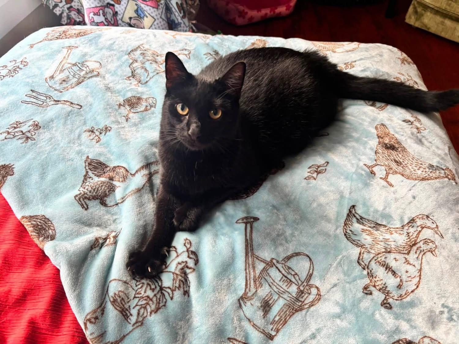 Enlarge Zeke, a Adoptable Domestic Short Hair in Champaign, IL image 2/3