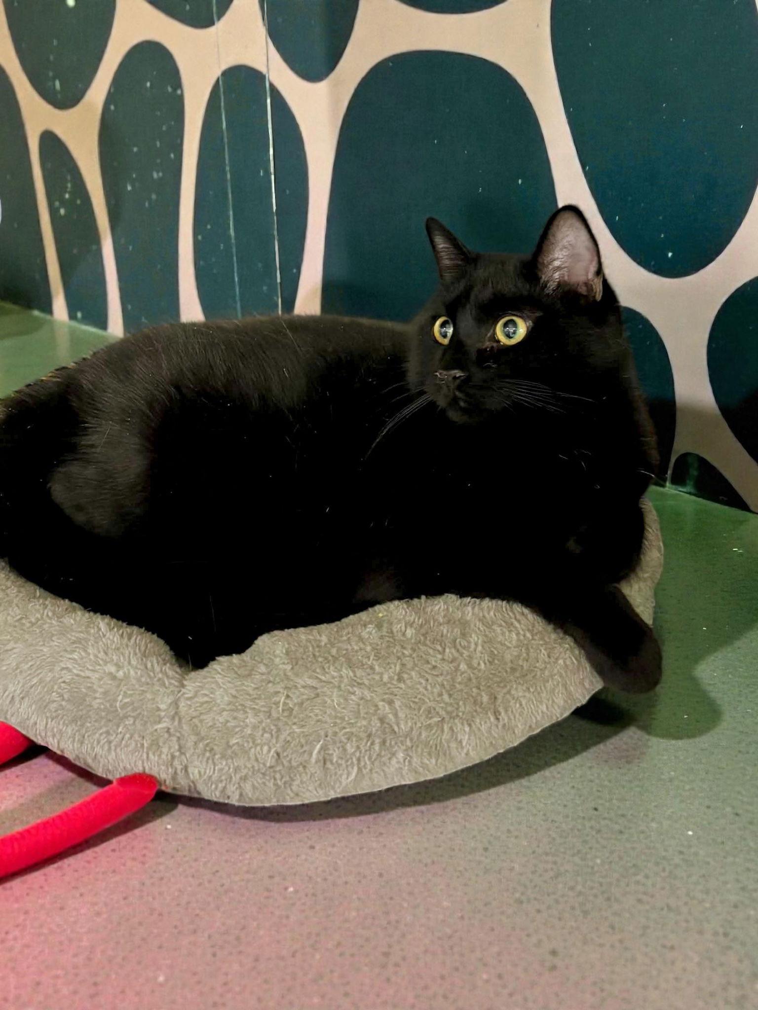 Zeke, Adoptable, Young Male Domestic Short Hair.