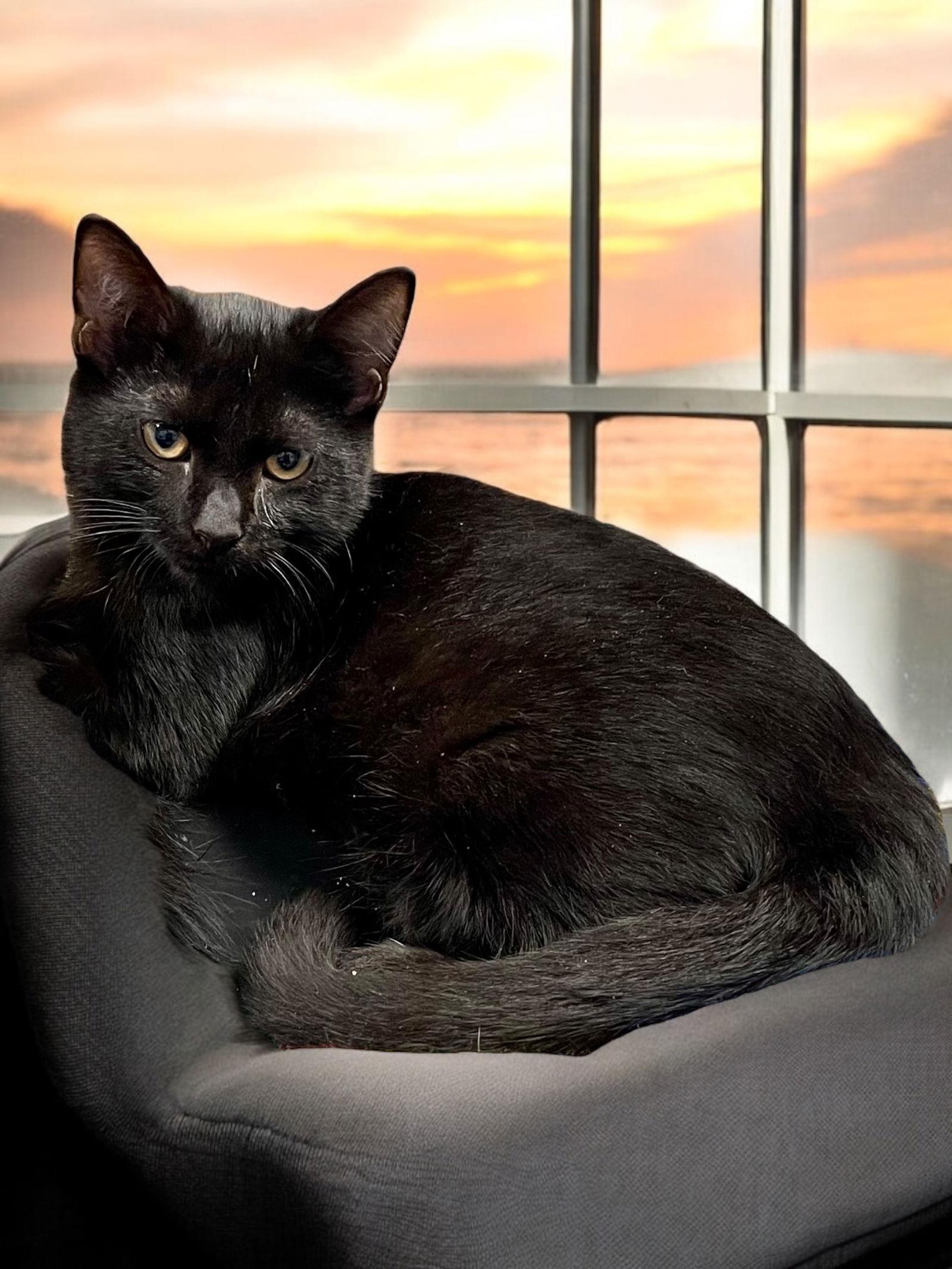 Zeke, a Adoptable Domestic Short Hair in Champaign, IL image 2/3