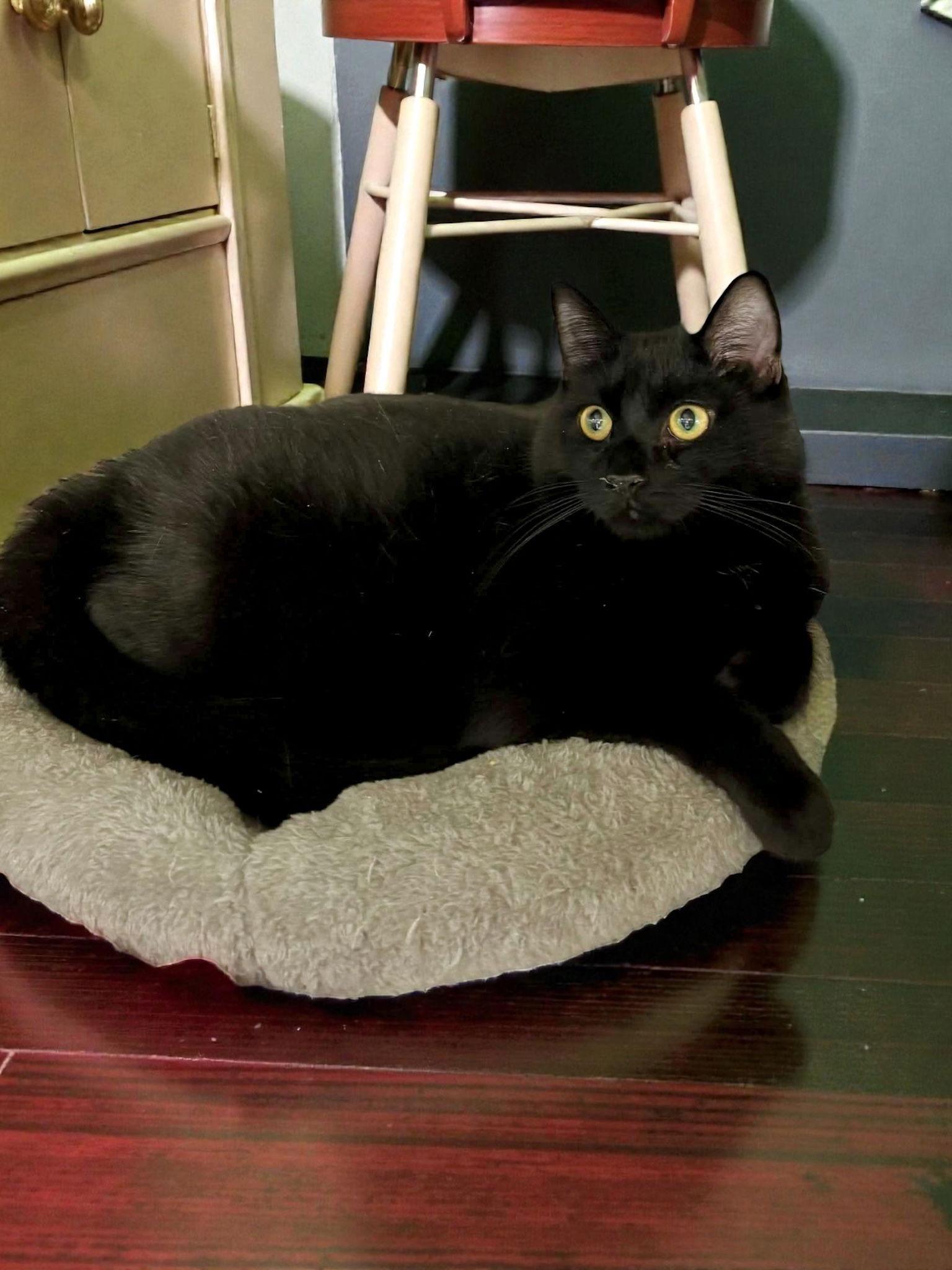 Zeke, a Adoptable Domestic Short Hair in Champaign, IL image 3/3