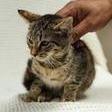 Wood Kitten 5(Cedar), Adoptable, Kitten Female Domestic Short Hair.