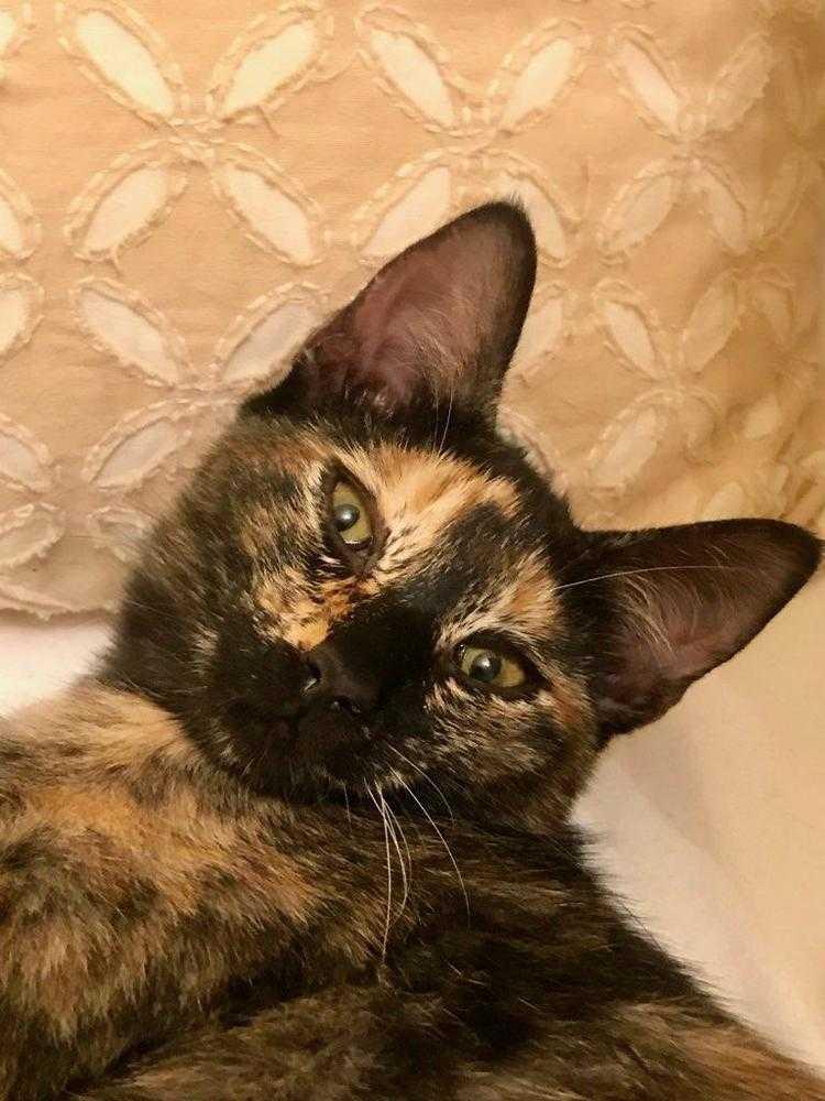 Lizzie Mae, Adopted, Kitten Female Domestic Short Hair.
