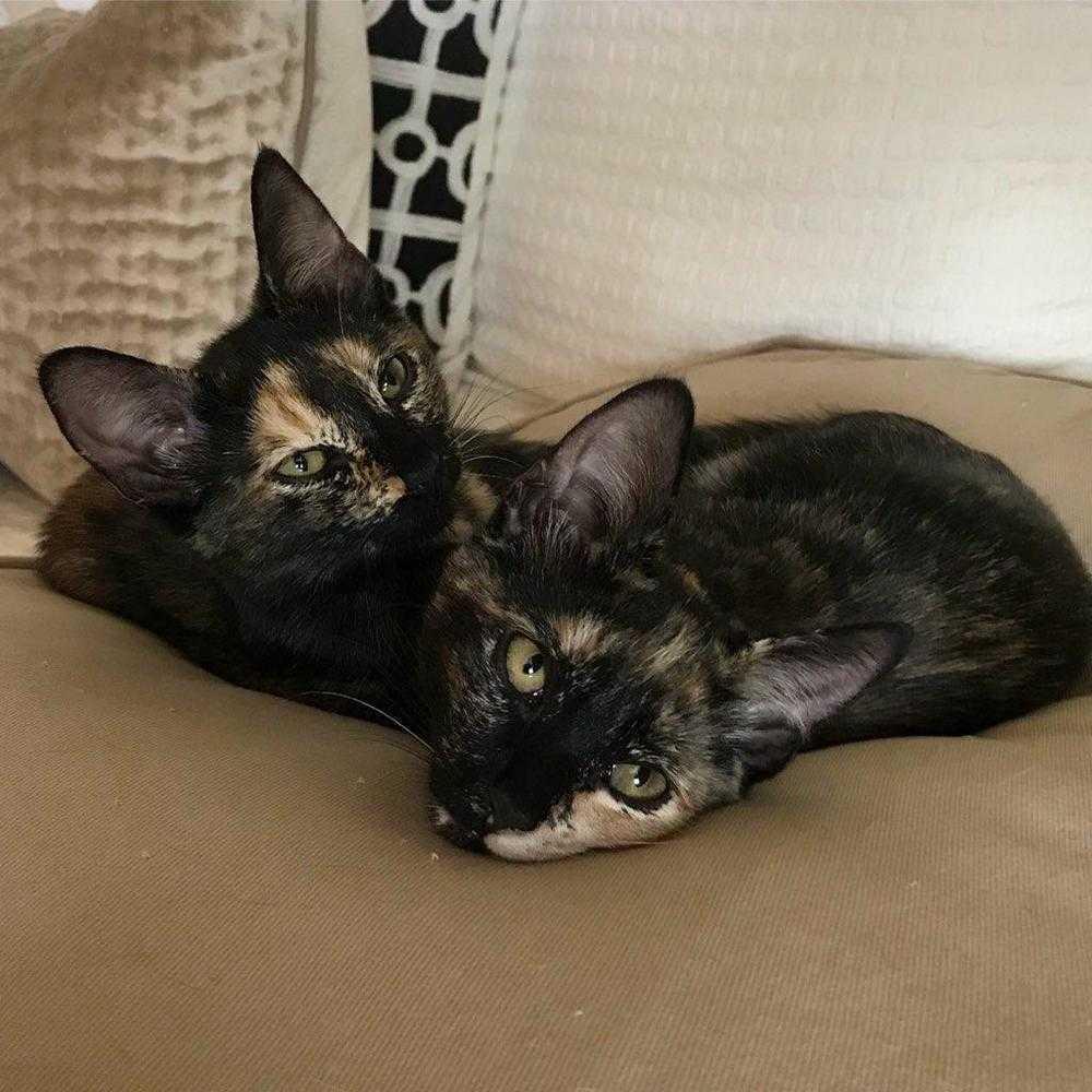 Lizzie Mae, Adopted, Kitten Female Domestic Short Hair.