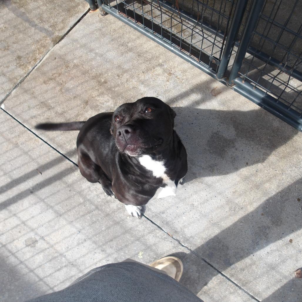 Sheba, a Adoptable mixed breed in Marble, NC image 1/3