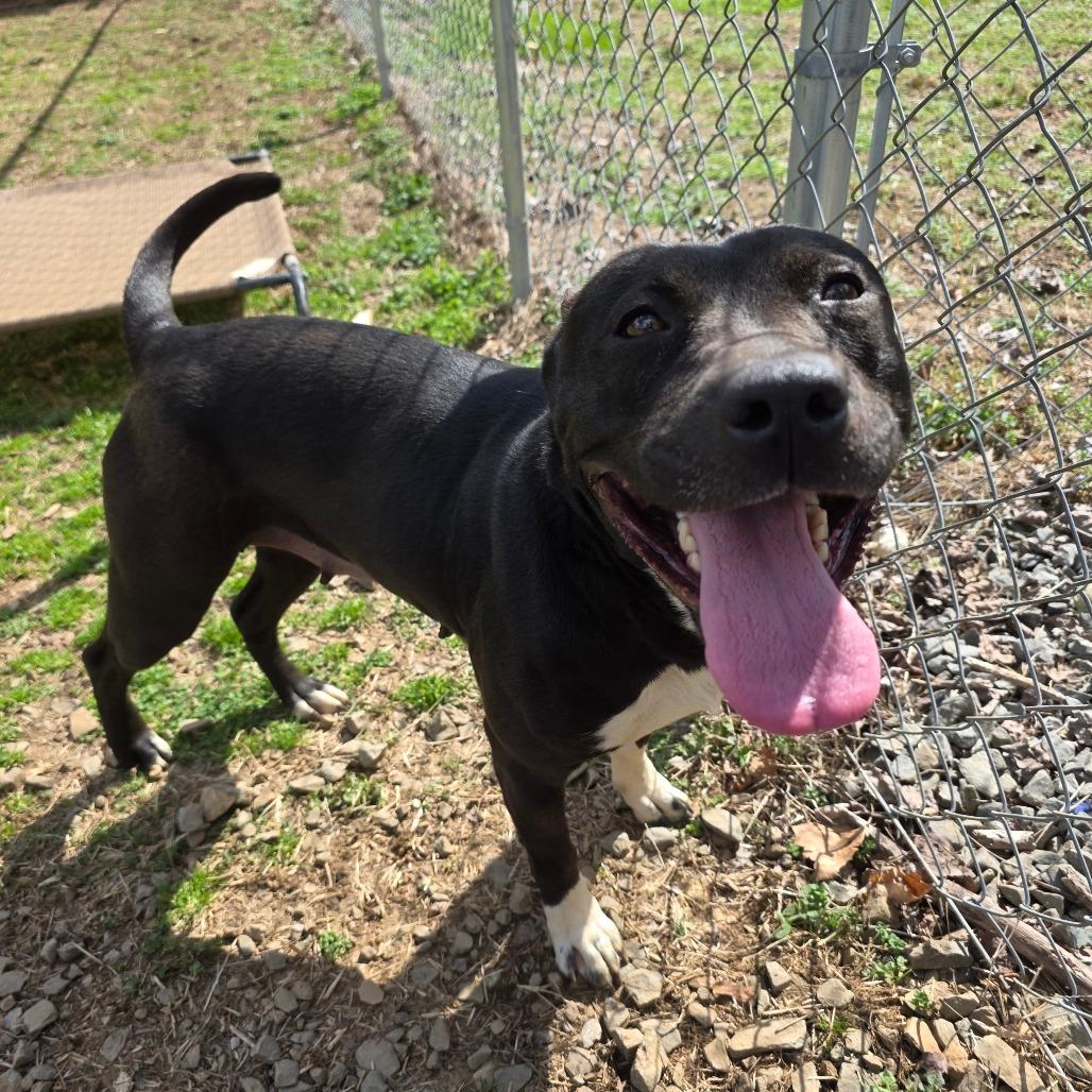 Sheba, a Adoptable mixed breed in Marble, NC image 2/3