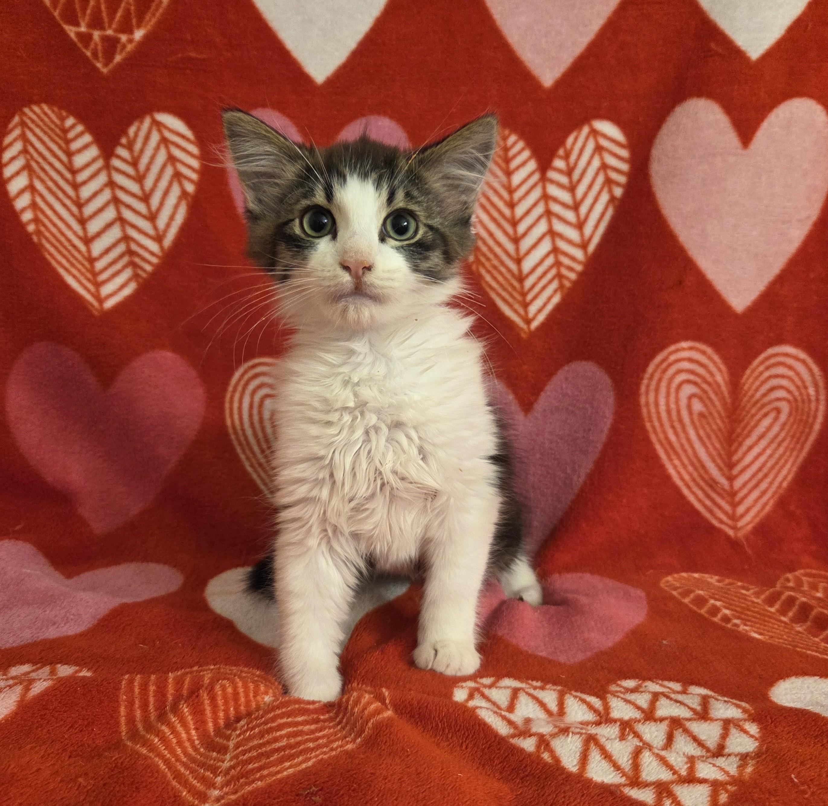 Sphinx , adopted, Kitten Female Domestic Medium Hair.