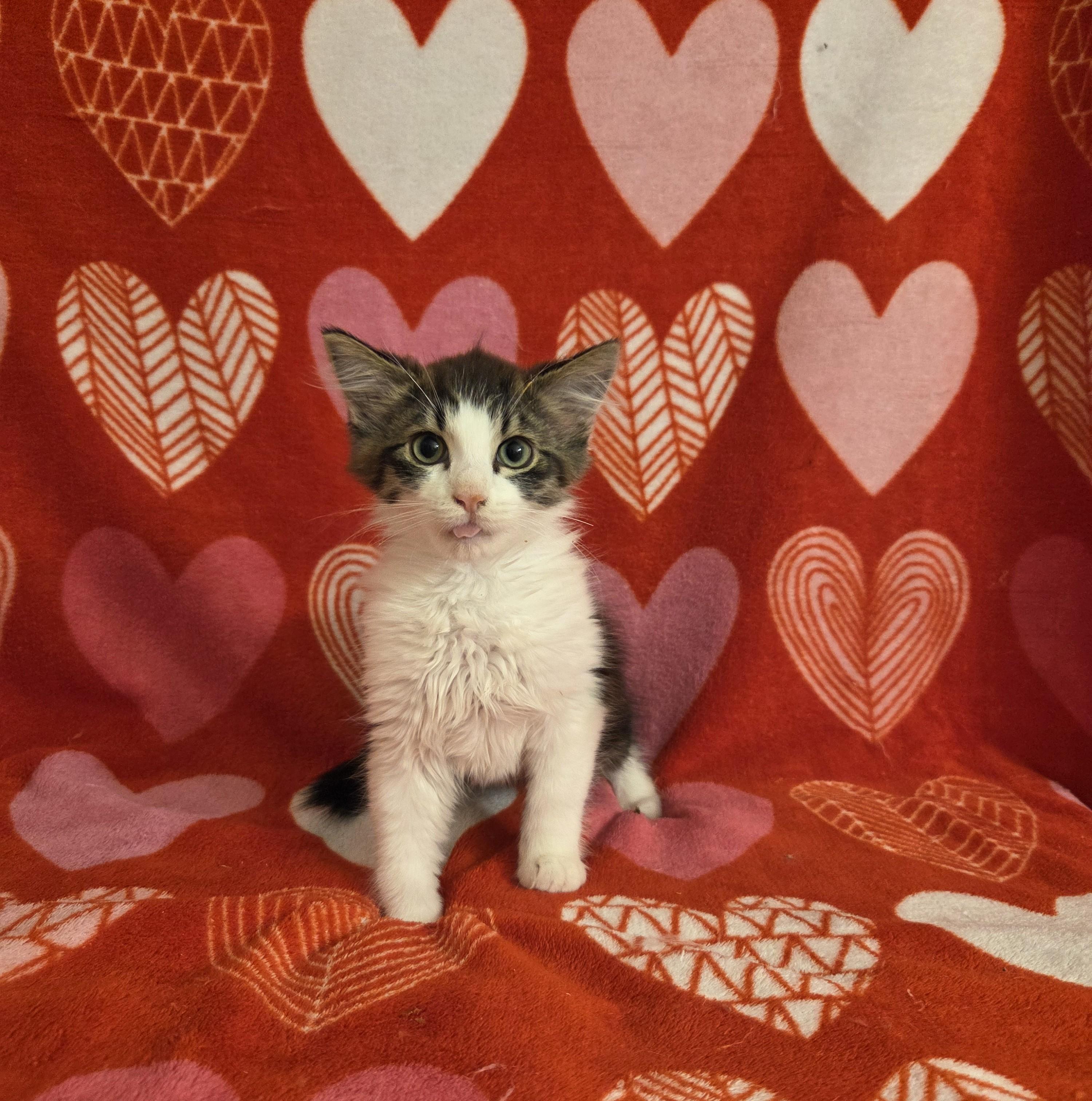 Enlarge Sphinx , an adopted Domestic Medium Hair in Chilliwack, BC image 2/2