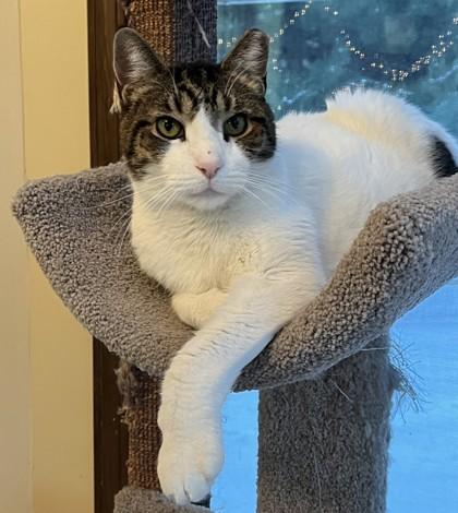 Enlarge Wilson, a Adoptable mixed breed in Maumee, OH image 1/3