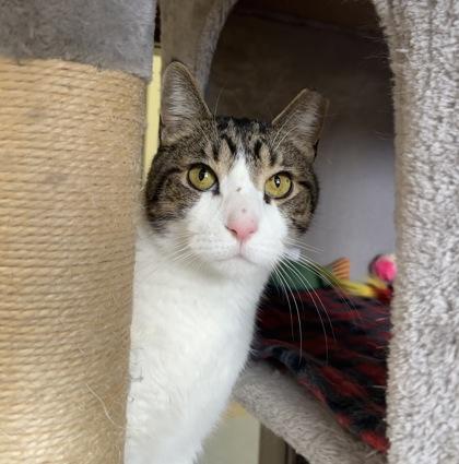 Enlarge Wilson, a Adoptable mixed breed in Maumee, OH image 2/3