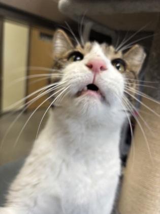 Enlarge Wilson, a Adoptable mixed breed in Maumee, OH image 3/3