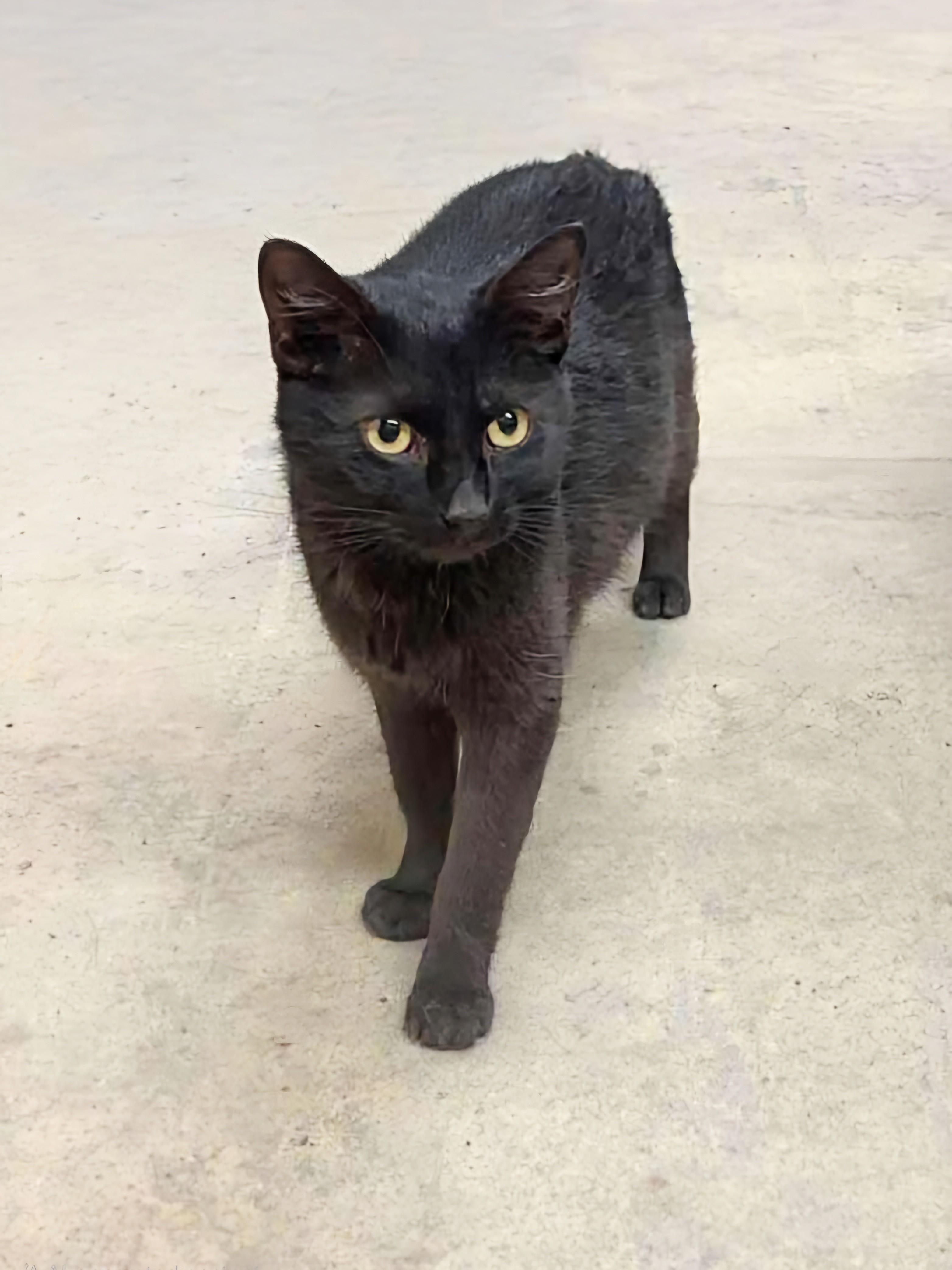 Delilah, an adoptable Domestic Short Hair in Winnipeg, MB, R2L 0L6 | Photo Image 2