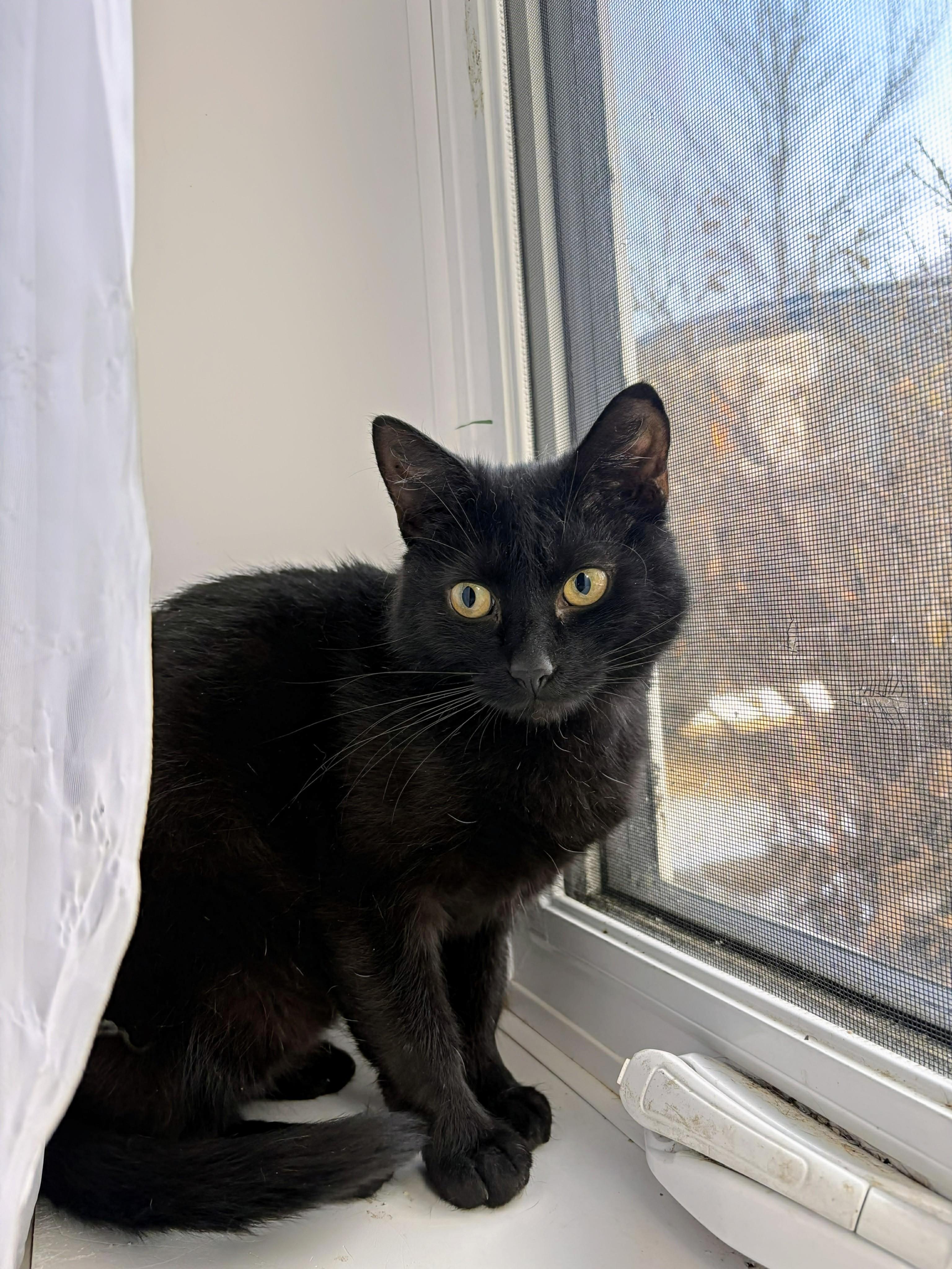 Delilah, a Adoptable Domestic Short Hair in Winnipeg, MB image 1/4