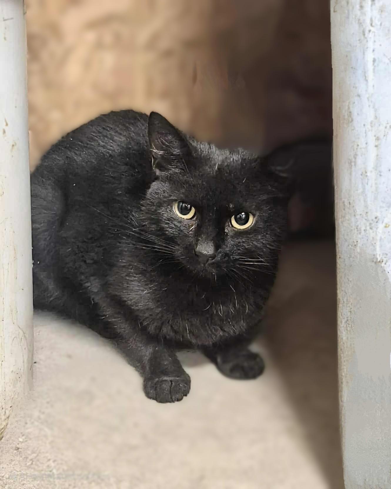 Delilah, Adoptable, Young Female Domestic Short Hair.