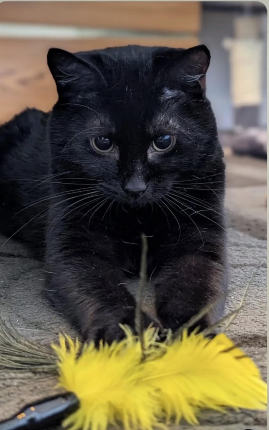Enlarge Delilah, a Adoptable Domestic Short Hair in Winnipeg, MB image 3/4