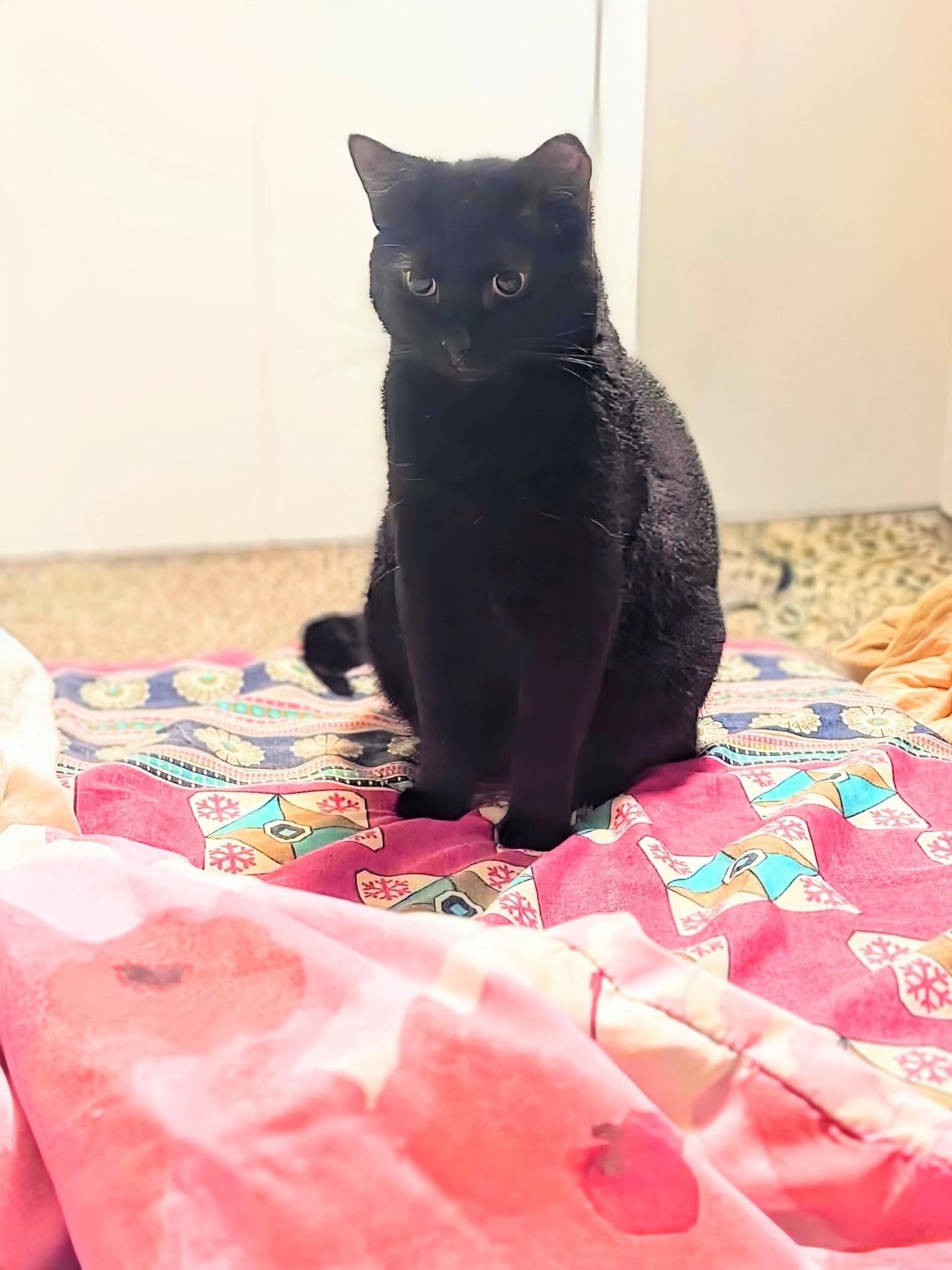 Delilah, Adoptable, Young Female Domestic Short Hair.