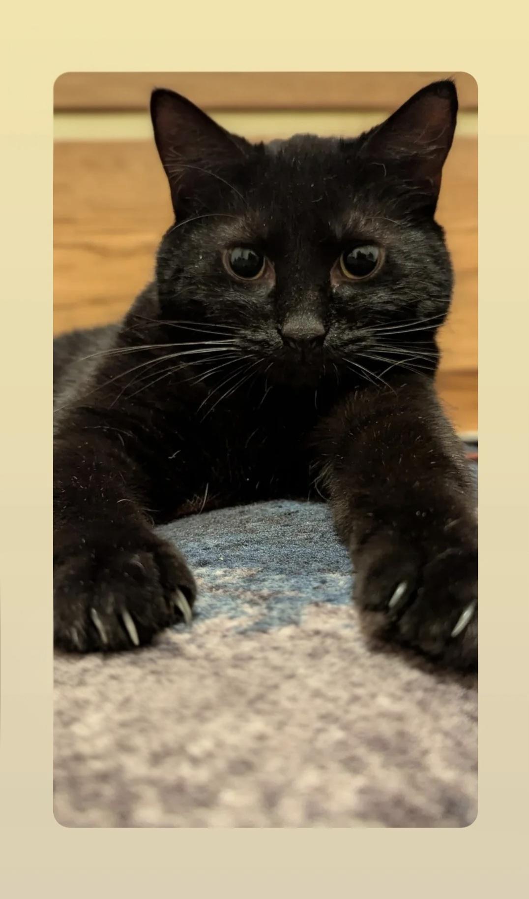 Delilah, Adoptable, Young Female Domestic Short Hair.