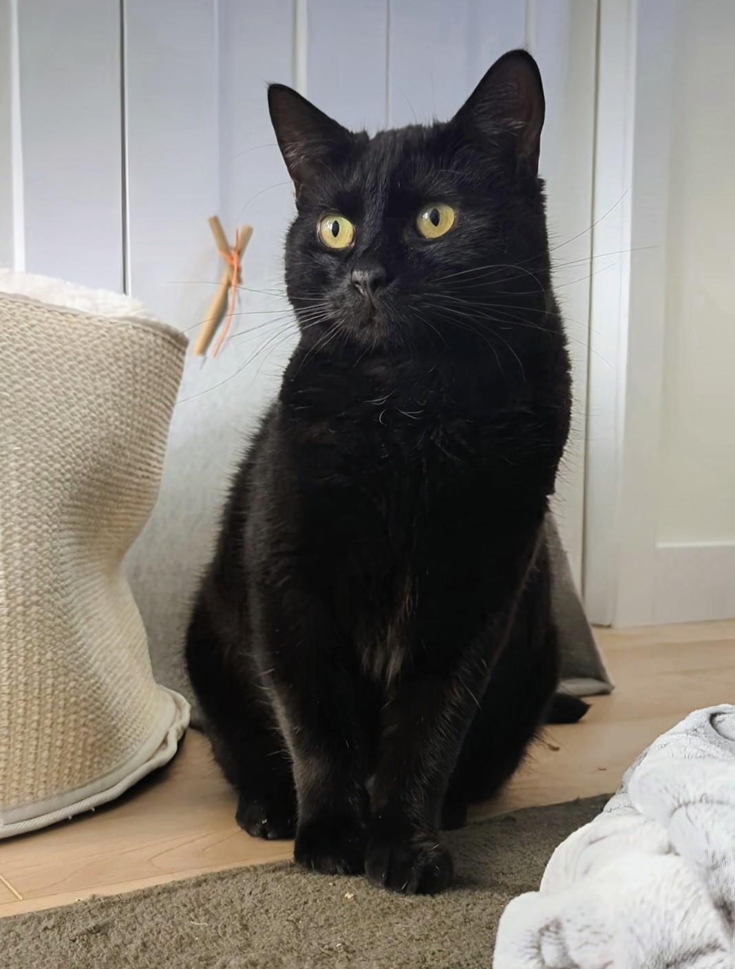 Enlarge Delilah, a Adoptable Domestic Short Hair in Winnipeg, MB image 4/4