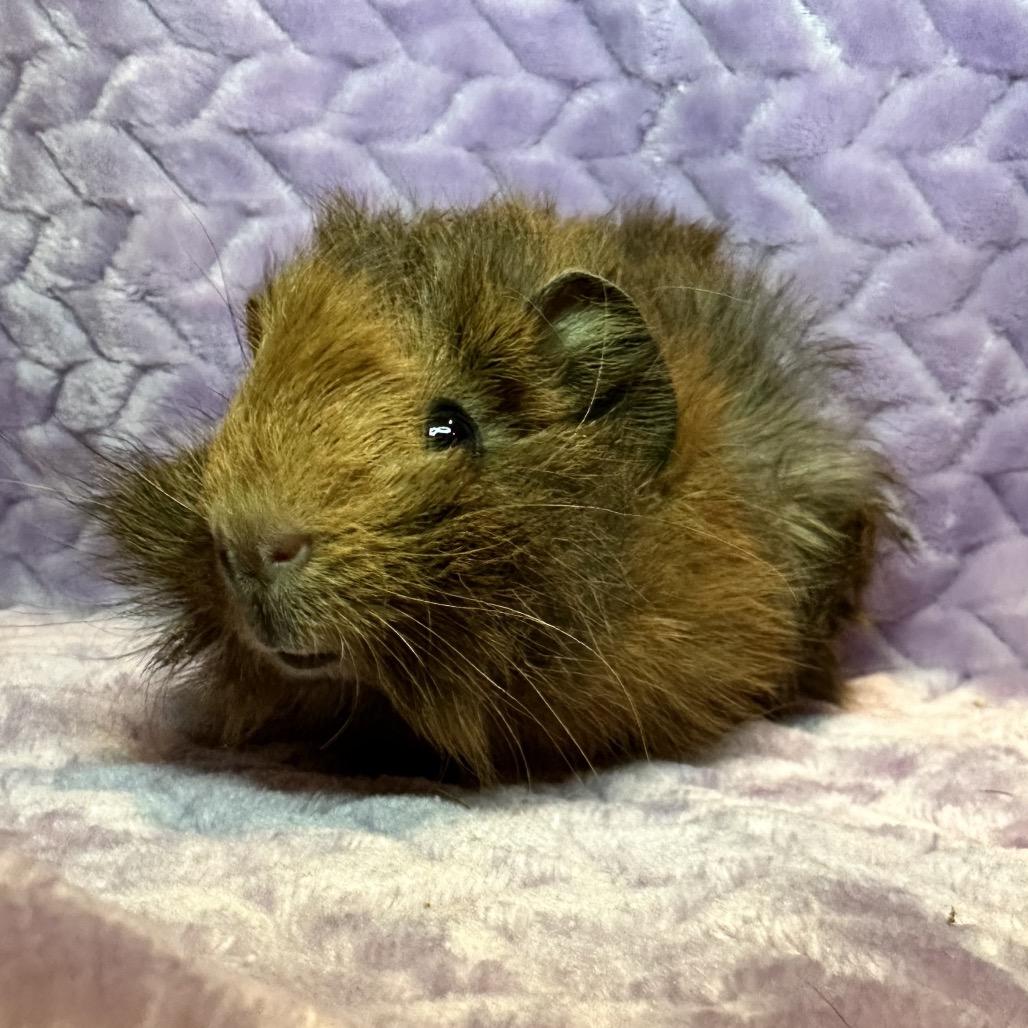 Chuck (bonded with Skipper), Adoptable, Baby Male Guinea Pig.