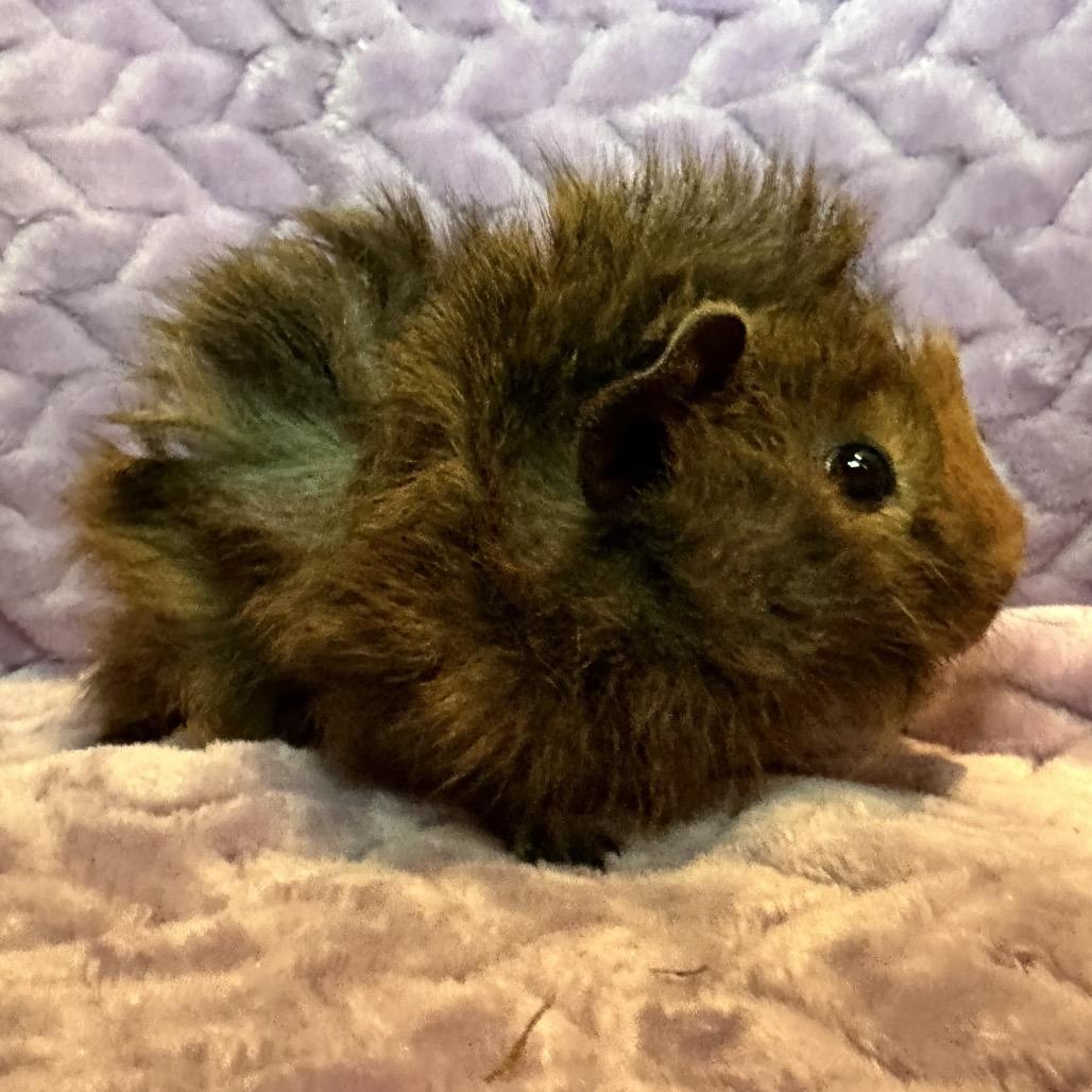Enlarge Chuck (bonded with Skipper), a Adoptable Guinea Pig in Decatur, GA image 2/3