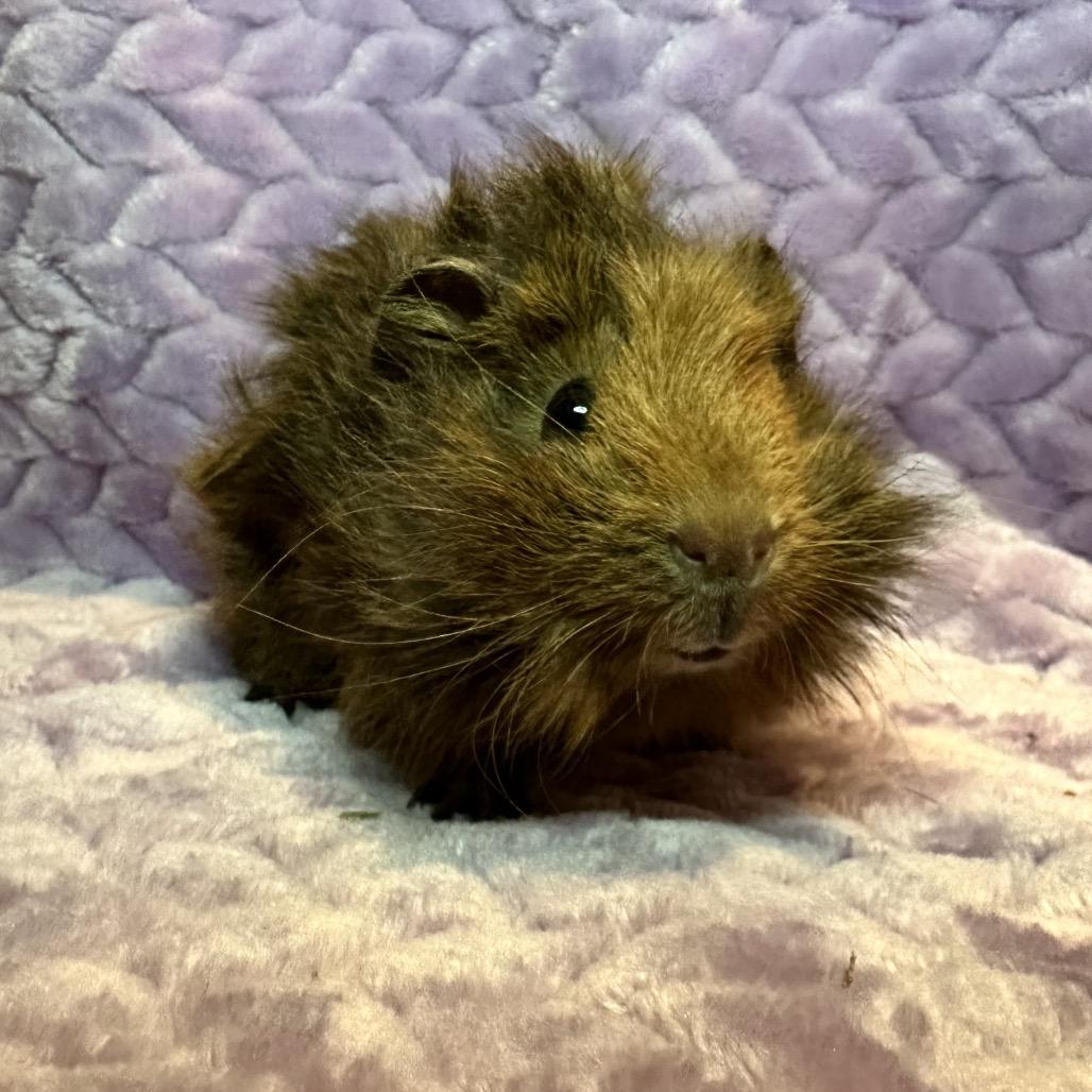 Enlarge Chuck (bonded with Skipper), a Adoptable Guinea Pig in Decatur, GA image 3/3