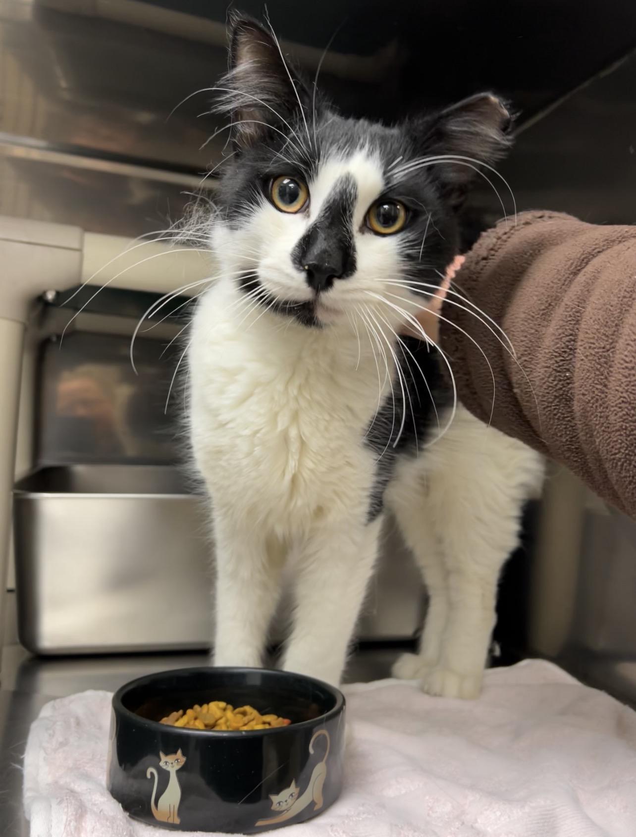 Lobster Boy , ADOPTABLE, Young Male Extra-Toes Cat / Hemingway Polydactyl & Domestic Long Hair.