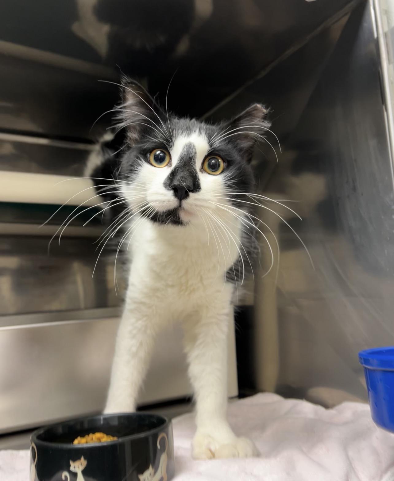 Lobster Boy , a ADOPTABLE mixed breed in Montville, NJ image 3/3