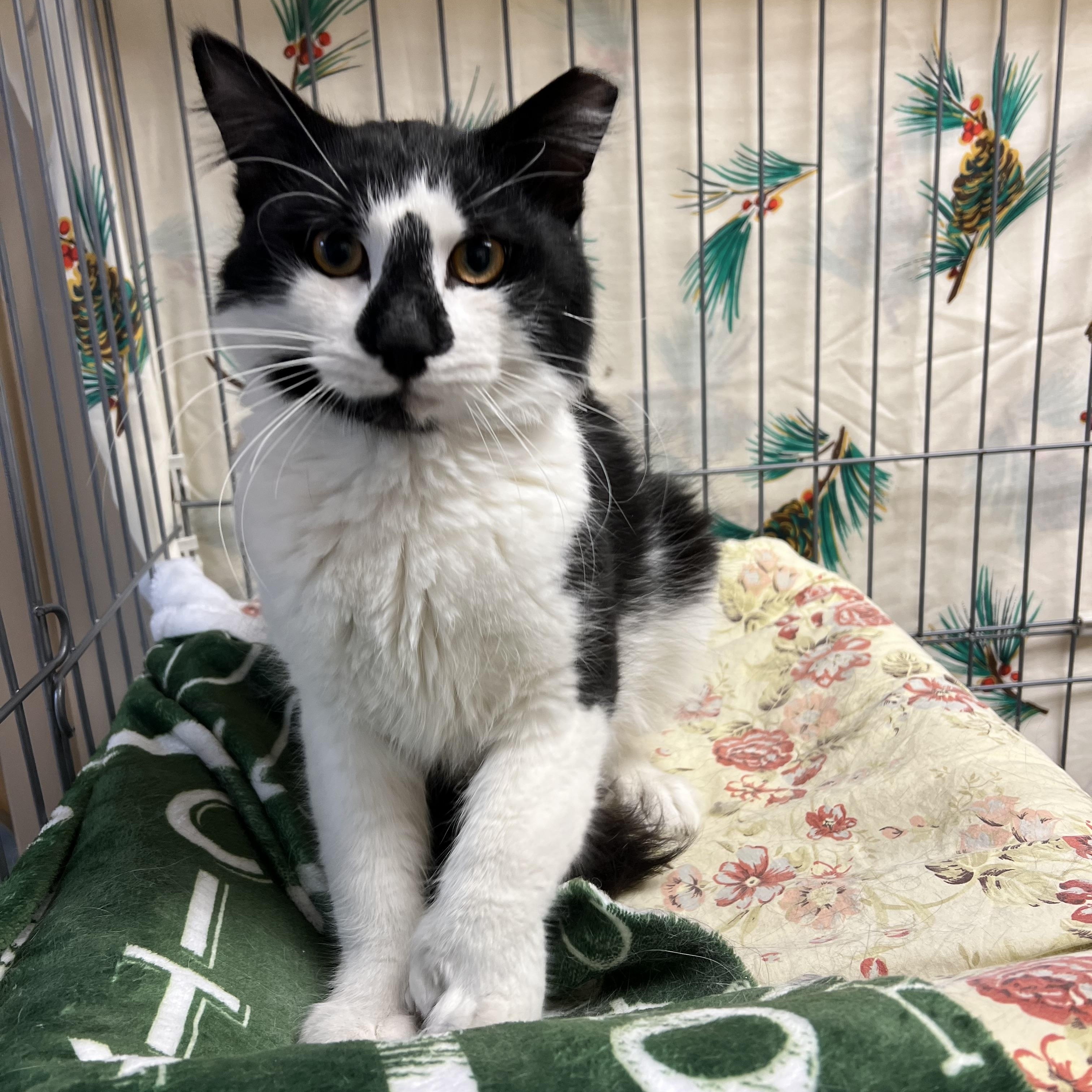 Lobster Boy , ADOPTABLE, Young Male Maine Coon & Extra-Toes Cat / Hemingway Polydactyl.