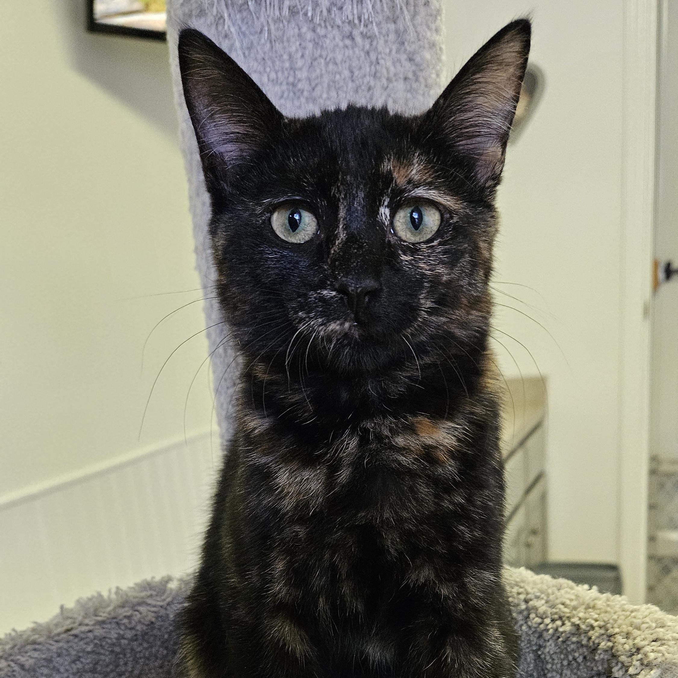 Enlarge Sissy, a Adoptable Domestic Short Hair in Brockport, NY image 1/6