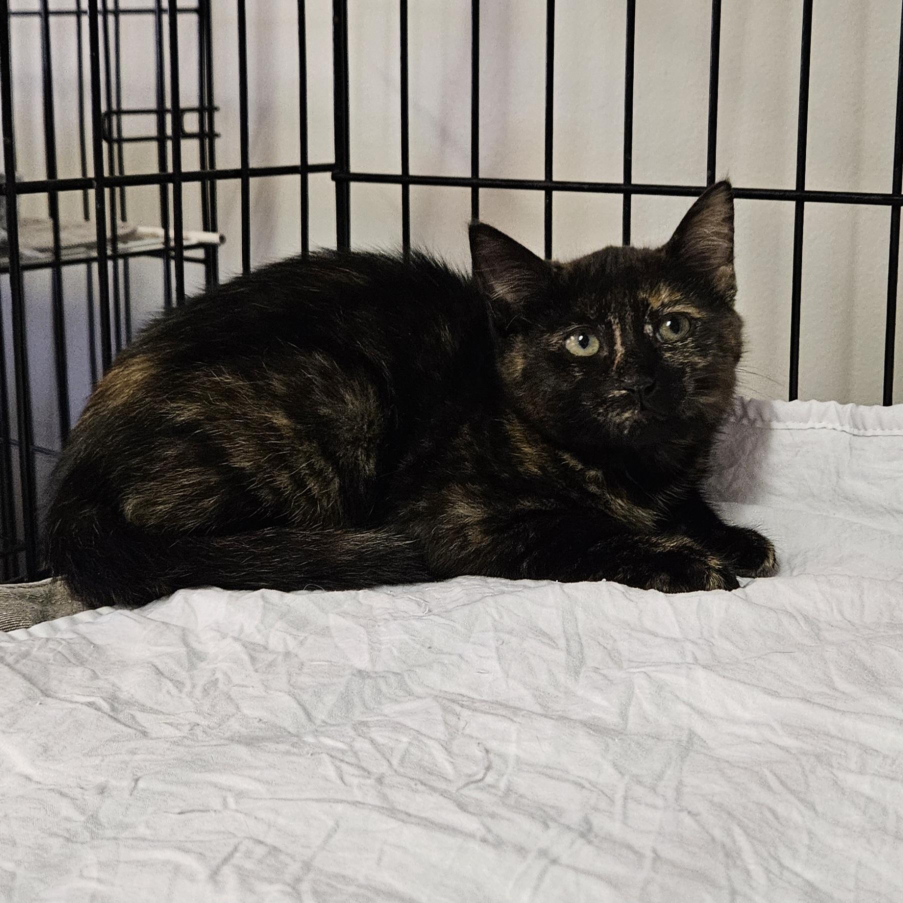 Enlarge Sissy, a Adoptable Domestic Short Hair in Brockport, NY image 2/6