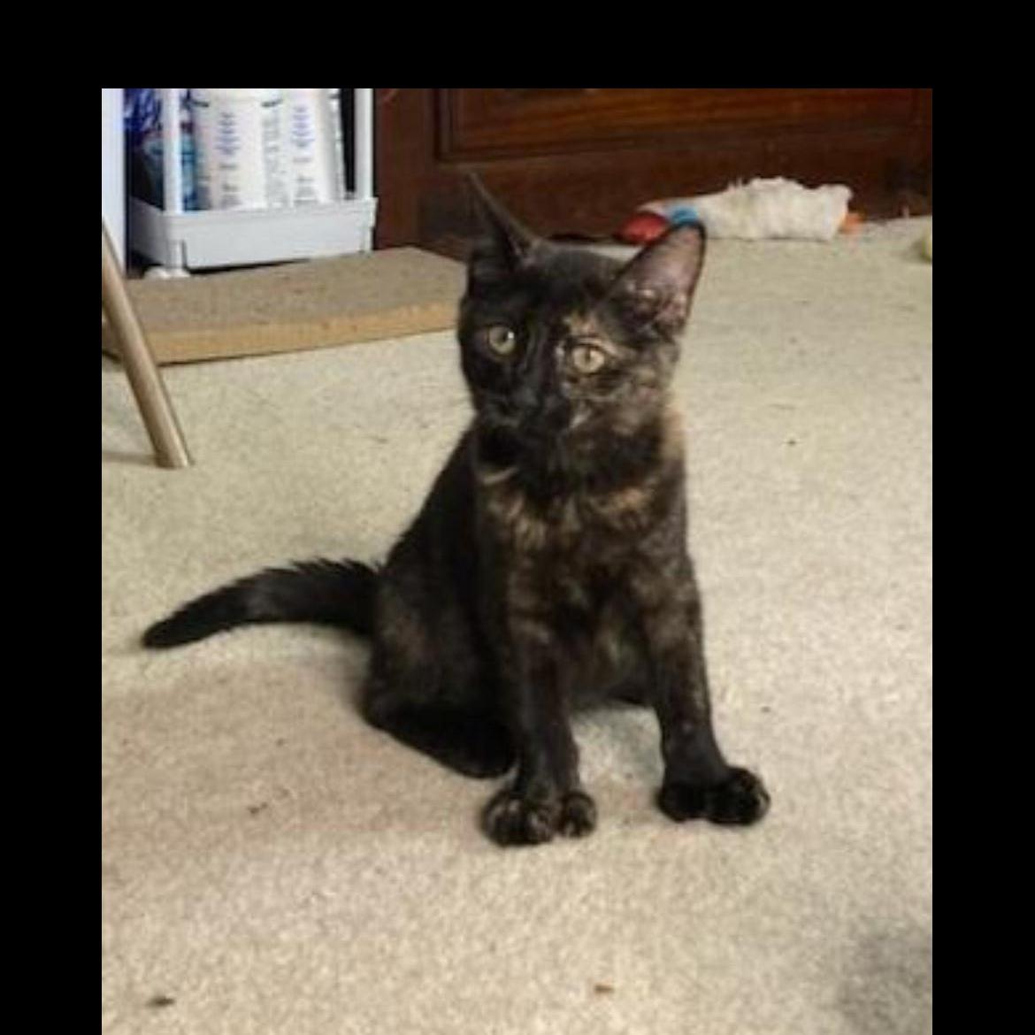 Enlarge Sissy, a Adoptable Domestic Short Hair in Brockport, NY image 3/6