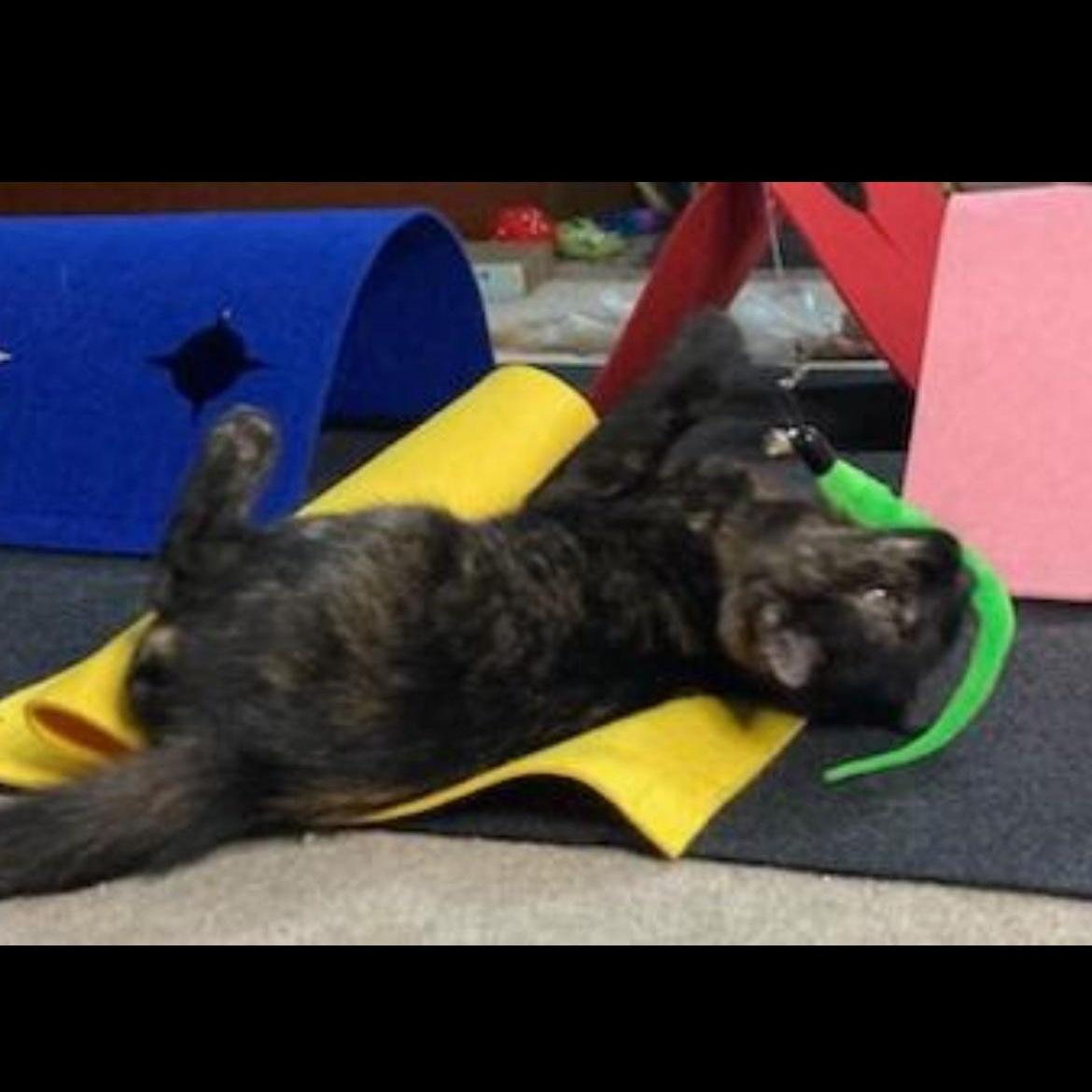 Enlarge Sissy, a Adoptable Domestic Short Hair in Brockport, NY image 4/6