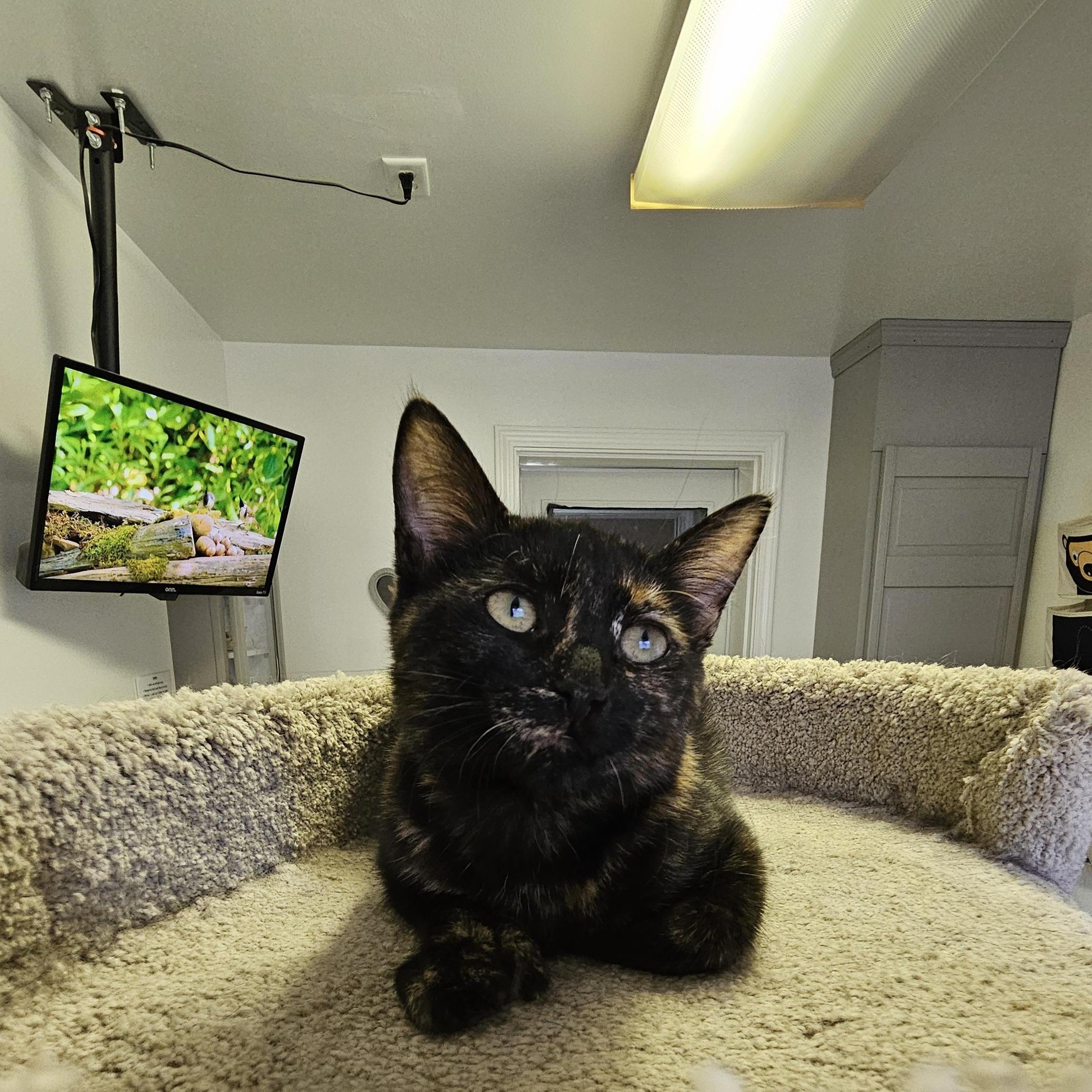 Enlarge Sissy, a Adoptable Domestic Short Hair in Brockport, NY image 5/6