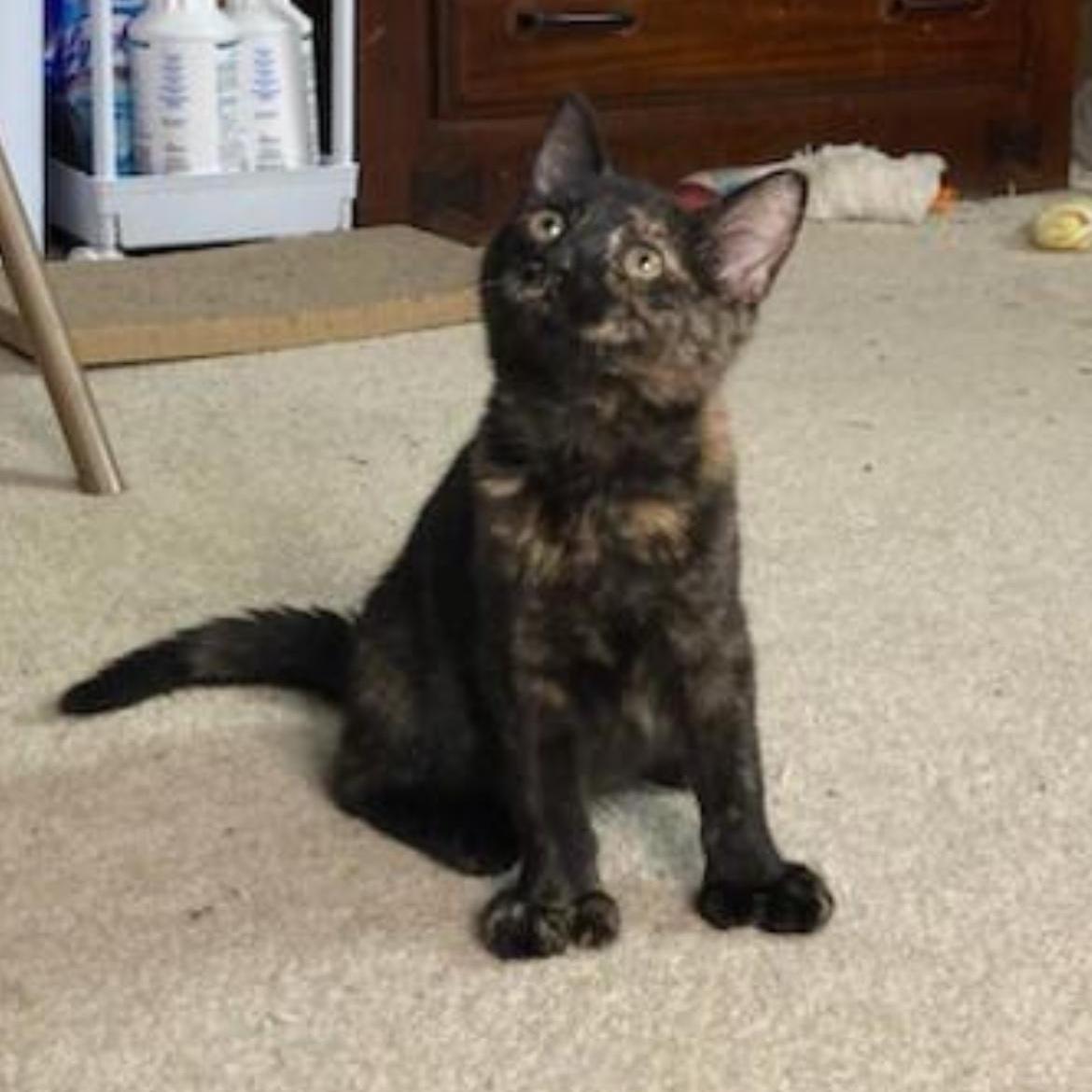 Enlarge Sissy, a Adoptable Domestic Short Hair in Brockport, NY image 6/6