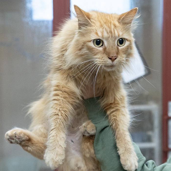 Rajah, an adoptable Domestic Long Hair in Slidell, LA image 2/2