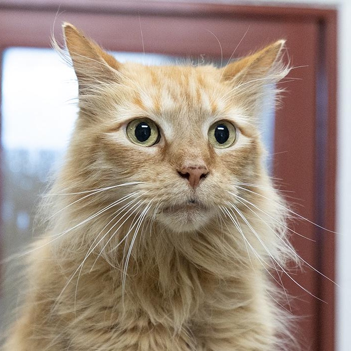Rajah, adoptable, Adult Male Domestic Long Hair.