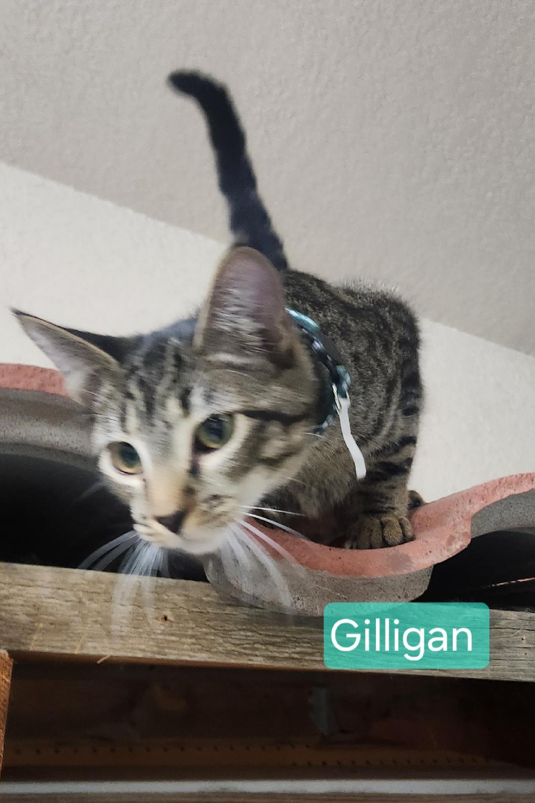 Gilligan, Young Male Tabby