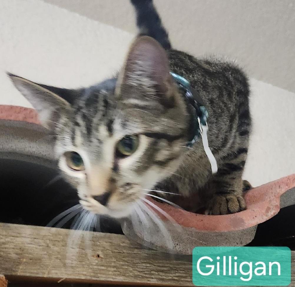 Gilligan photo 2