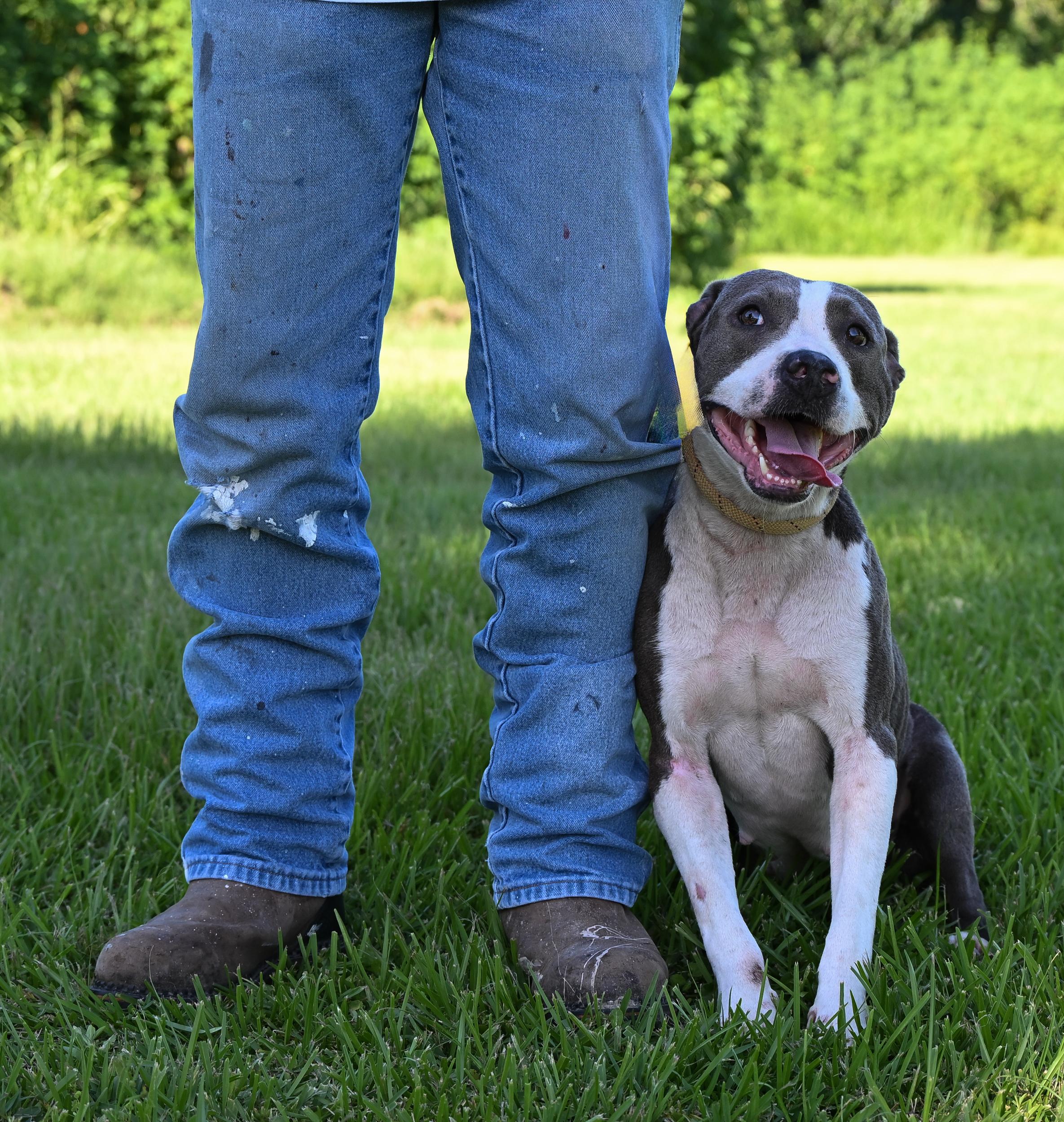 Wynnie, a Adopted mixed breed in West Orange, TX image 4/5