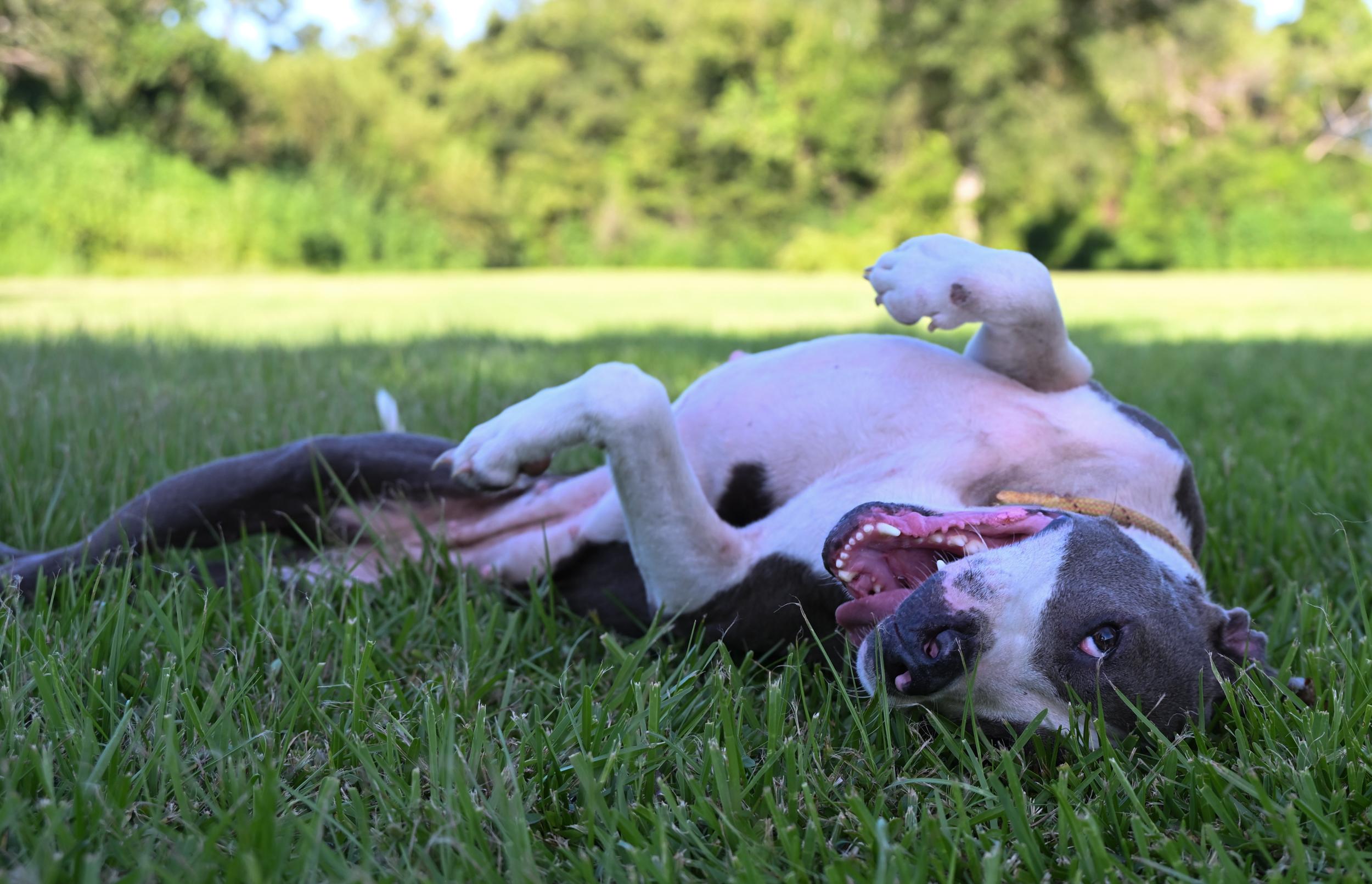 Wynnie, a Adopted mixed breed in West Orange, TX image 5/5