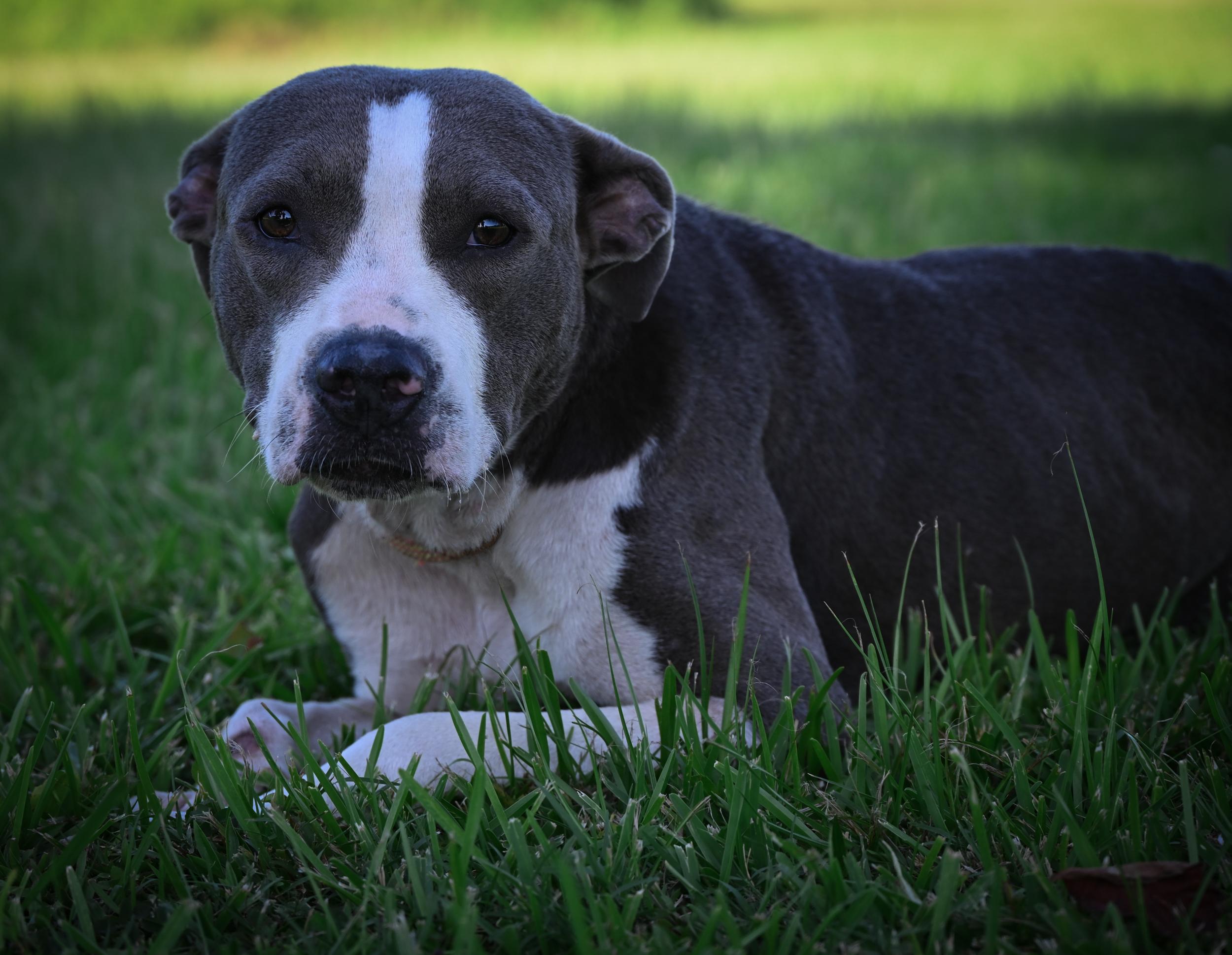 Wynnie, Adopted, Adult Female American Bully.