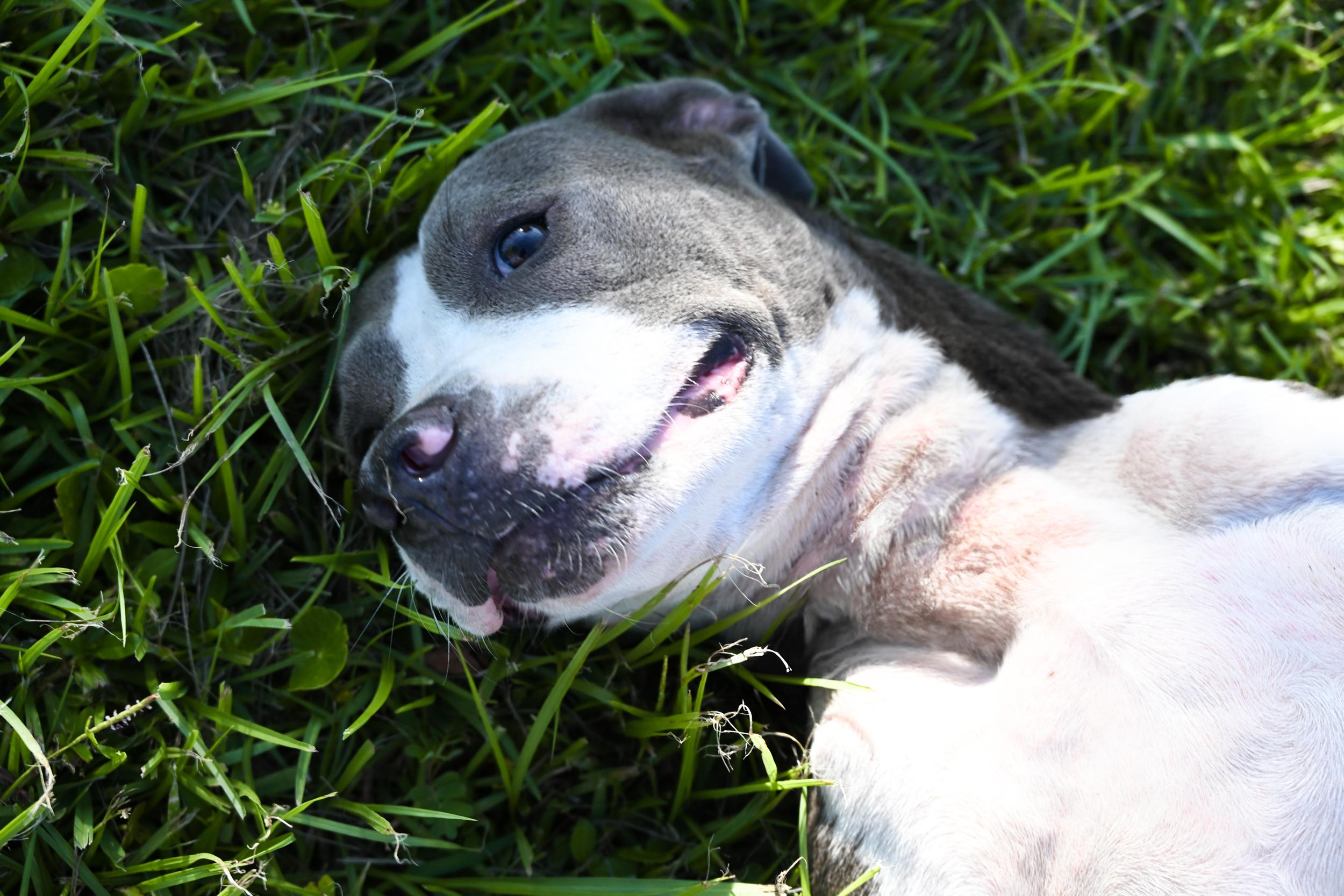 Wynnie, a Adopted mixed breed in West Orange, TX image 3/5