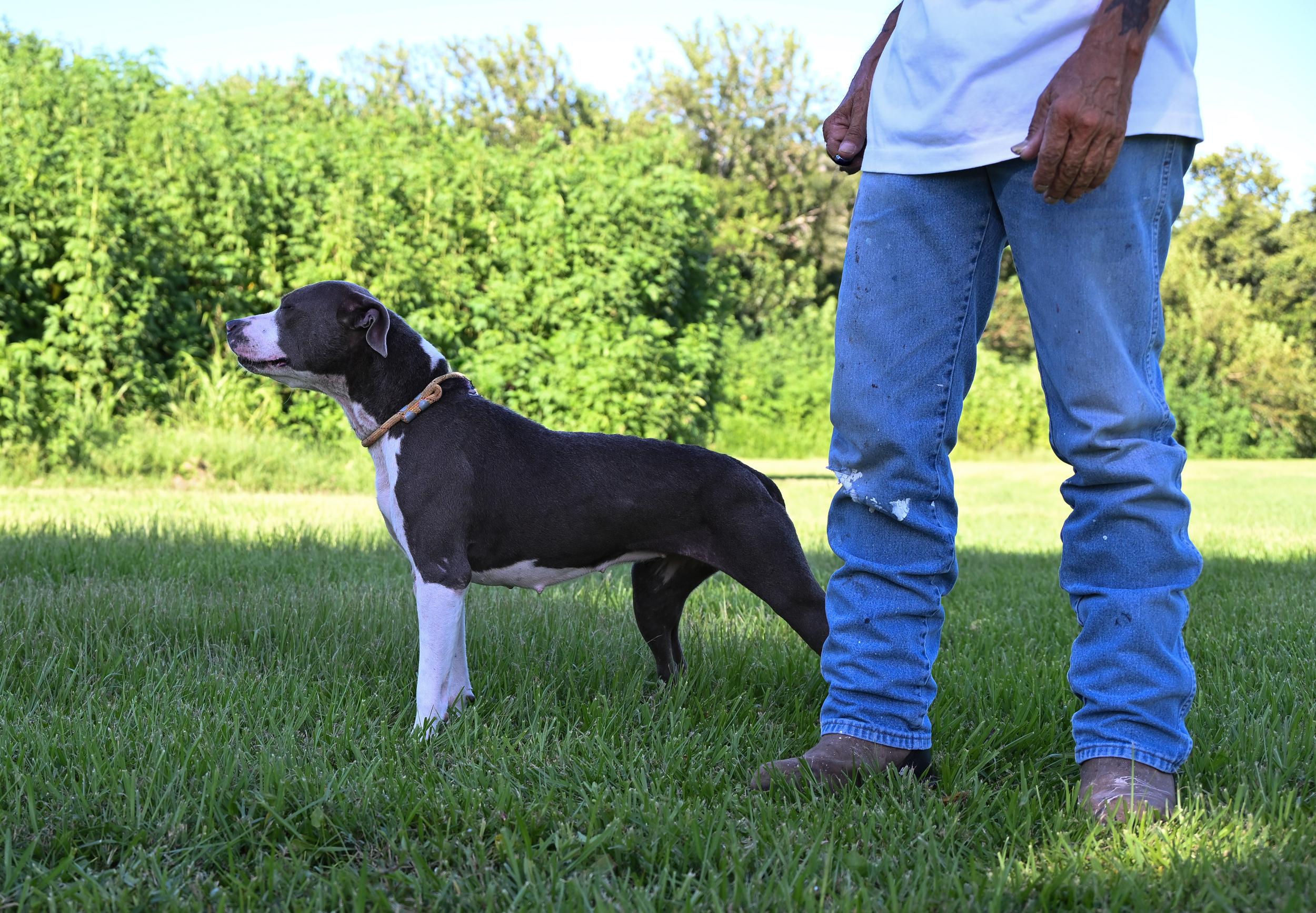 Wynnie, a Adopted mixed breed in West Orange, TX image 2/5