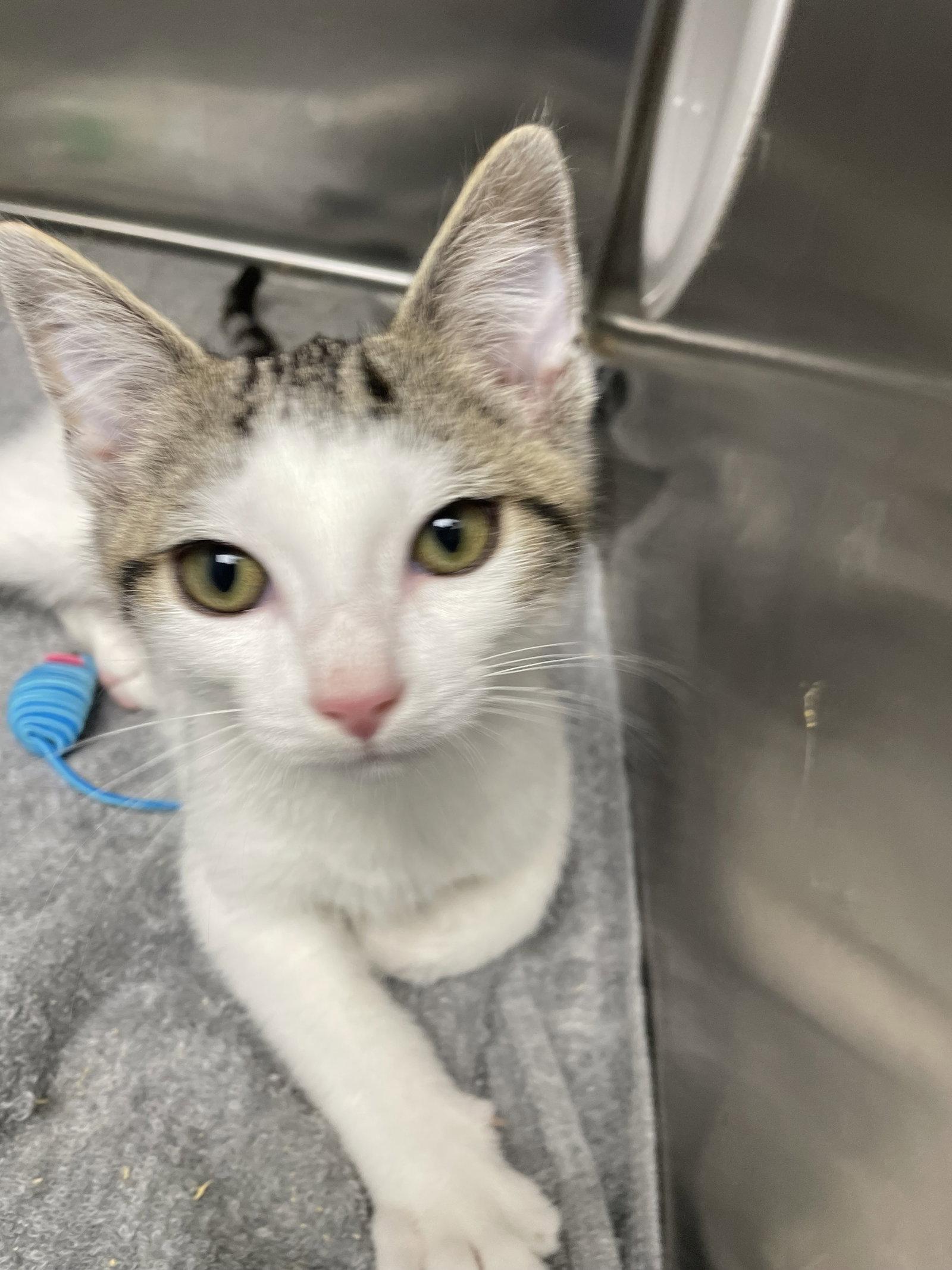Rigatoni, Adopted, Kitten Male Tabby & Domestic Short Hair.