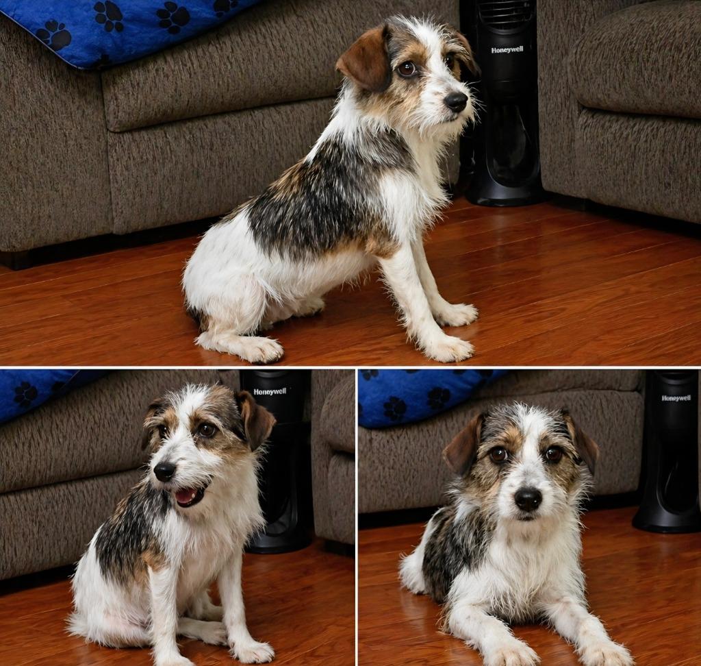 Blanche, Adoptable, Puppy Female Mixed Breed.