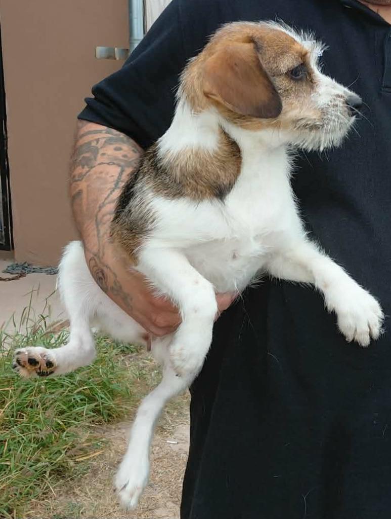 Enlarge Blanche, a Adoptable mixed breed in Fort Stockton, TX image 2/2