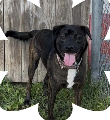 Enlarge Lucy, a Adoptable mixed breed in Chillicothe, MO image 1/1