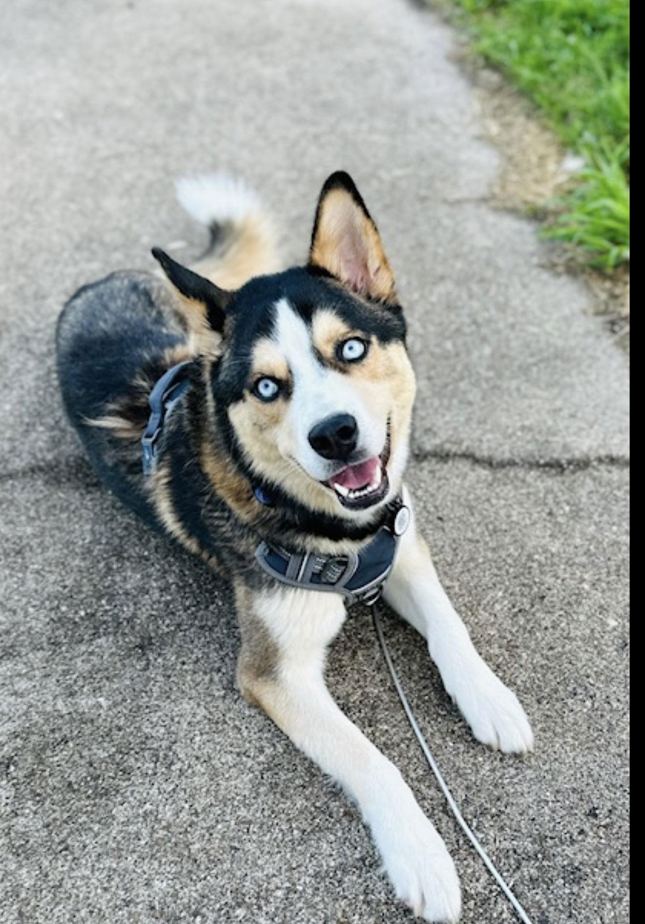 Courtesy: Gaston, Adoptable, Adult Male Husky.