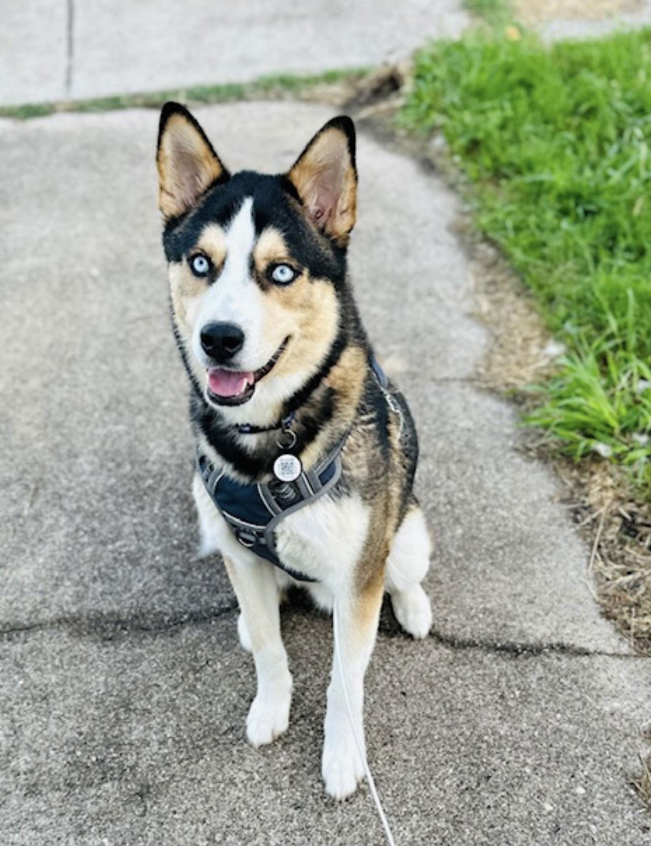 Enlarge Courtesy: Gaston, a Adopted Husky in Euless, TX image 2/3