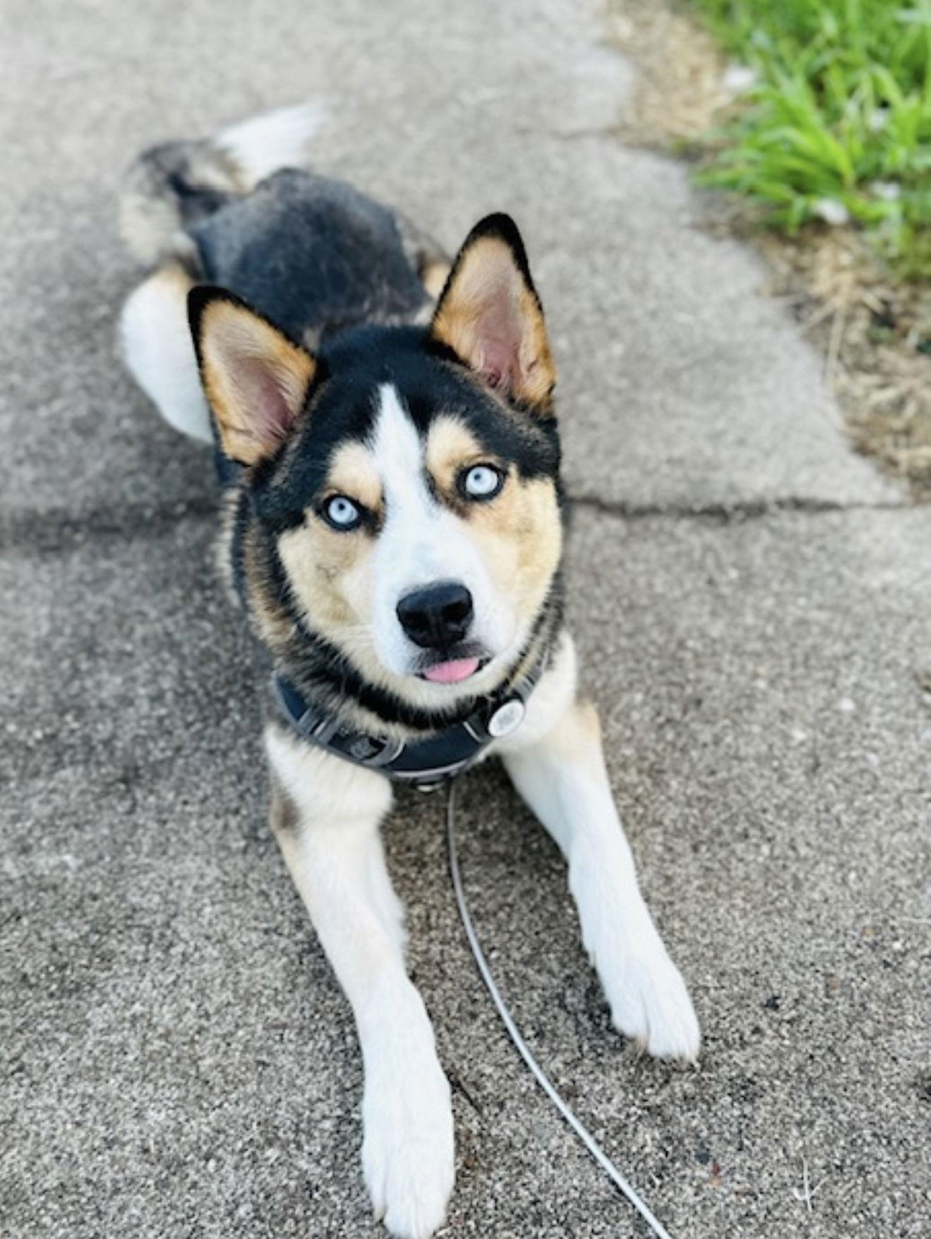 Enlarge Courtesy: Gaston, a Adopted Husky in Euless, TX image 3/3